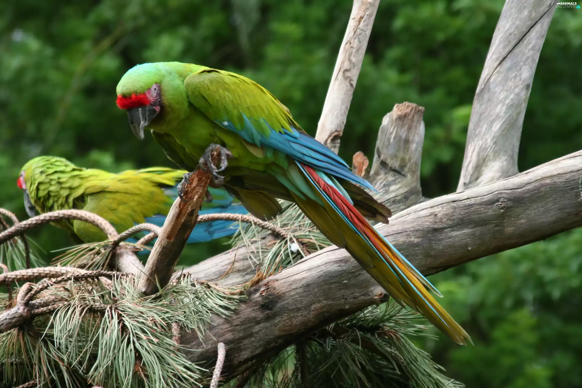 Parrots, Modrolotki czerwonoczelne
