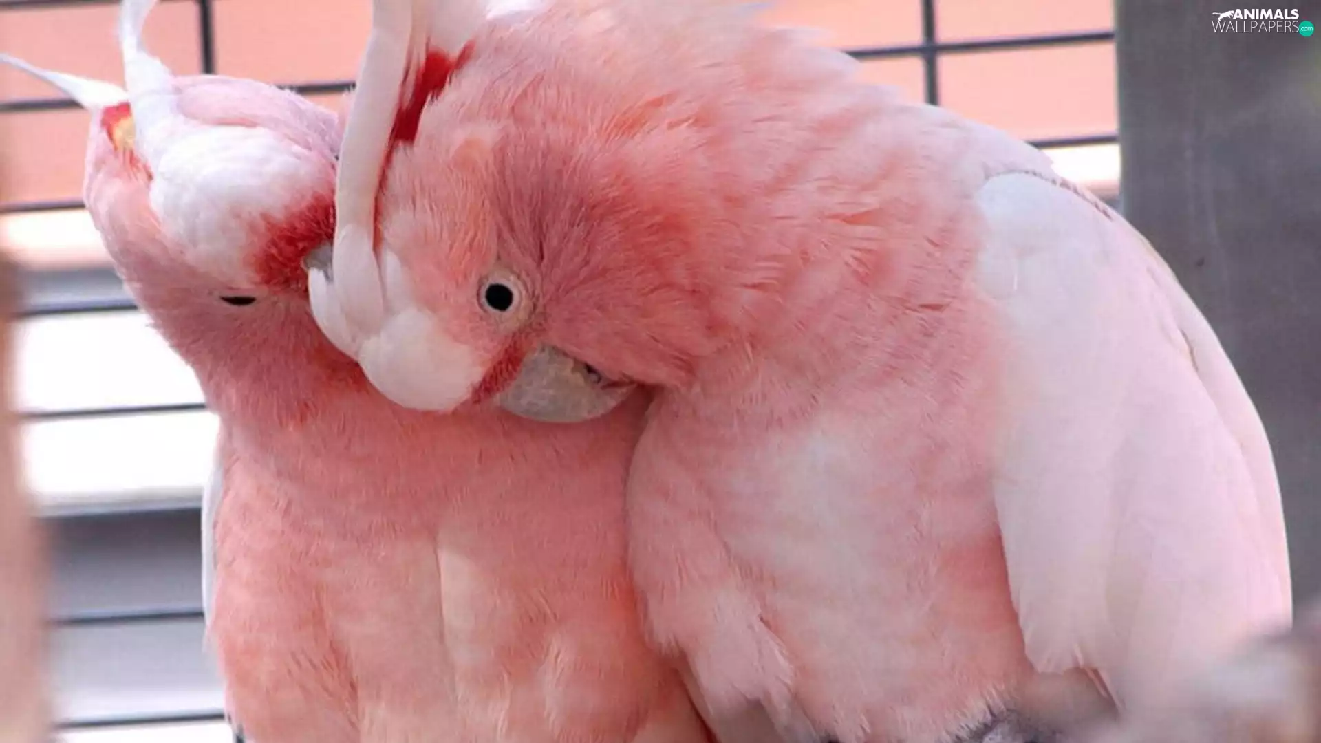 Parrots, Two, Delightful