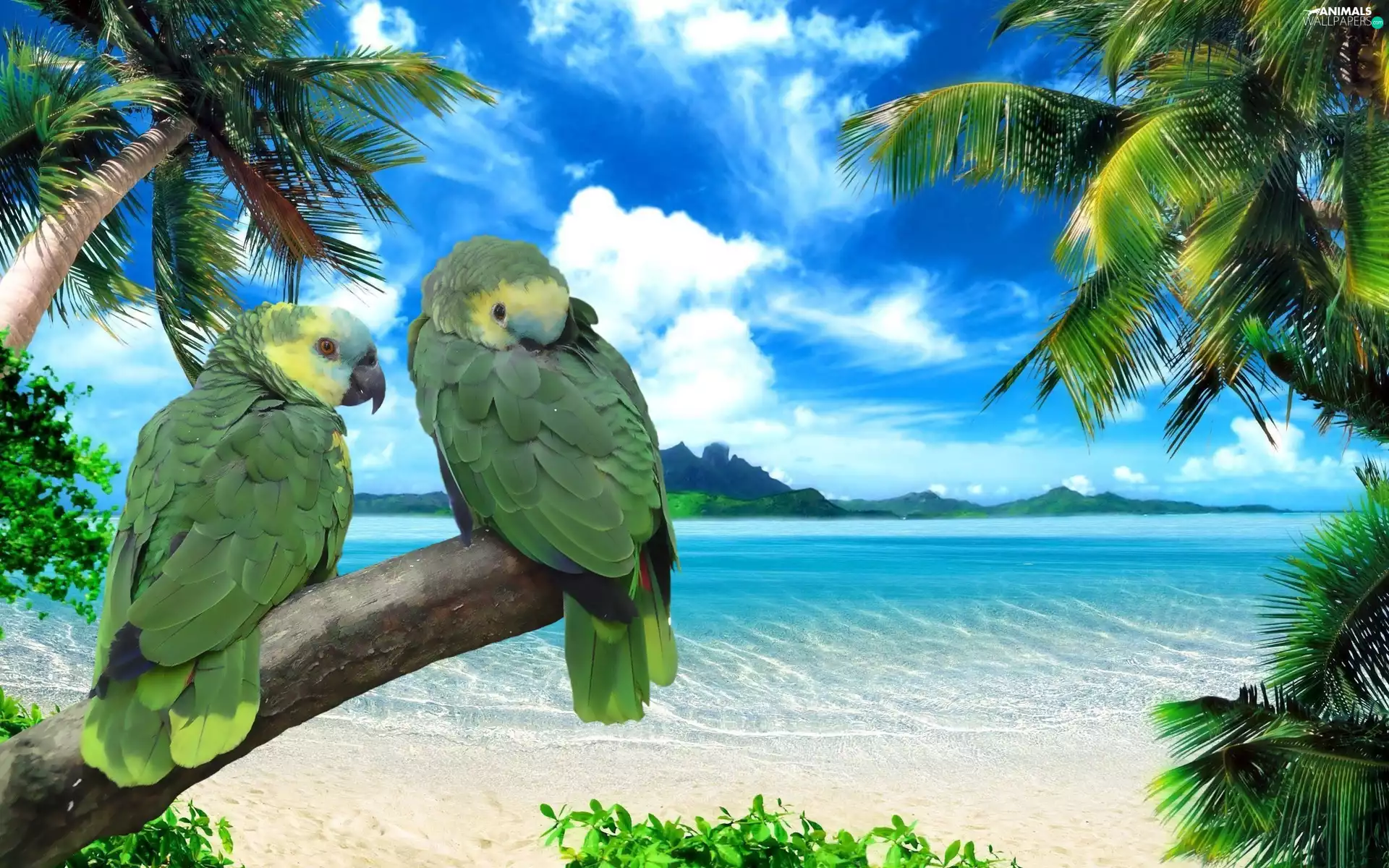sea, blue, Two, Parrots, branch, Sky
