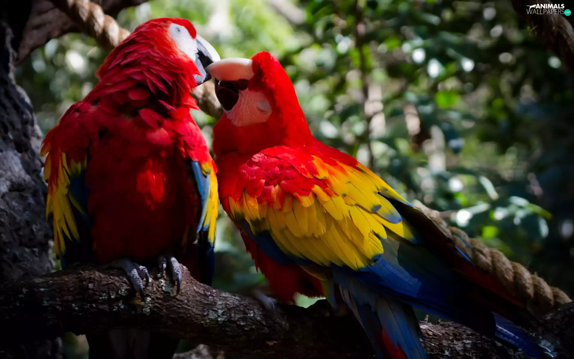 Two, ara, branch, Parrots