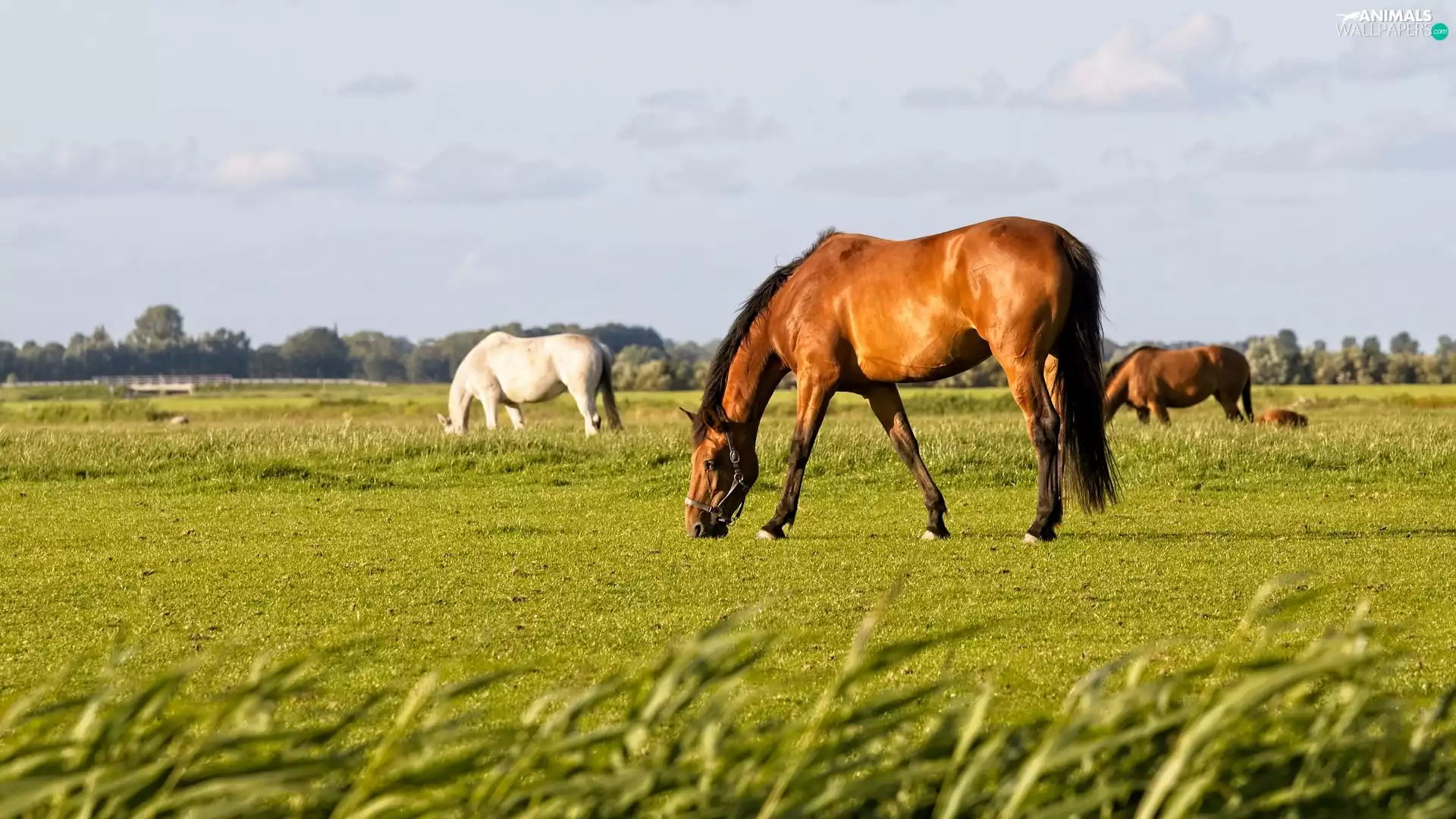 pasturage, bloodstock, Meadow