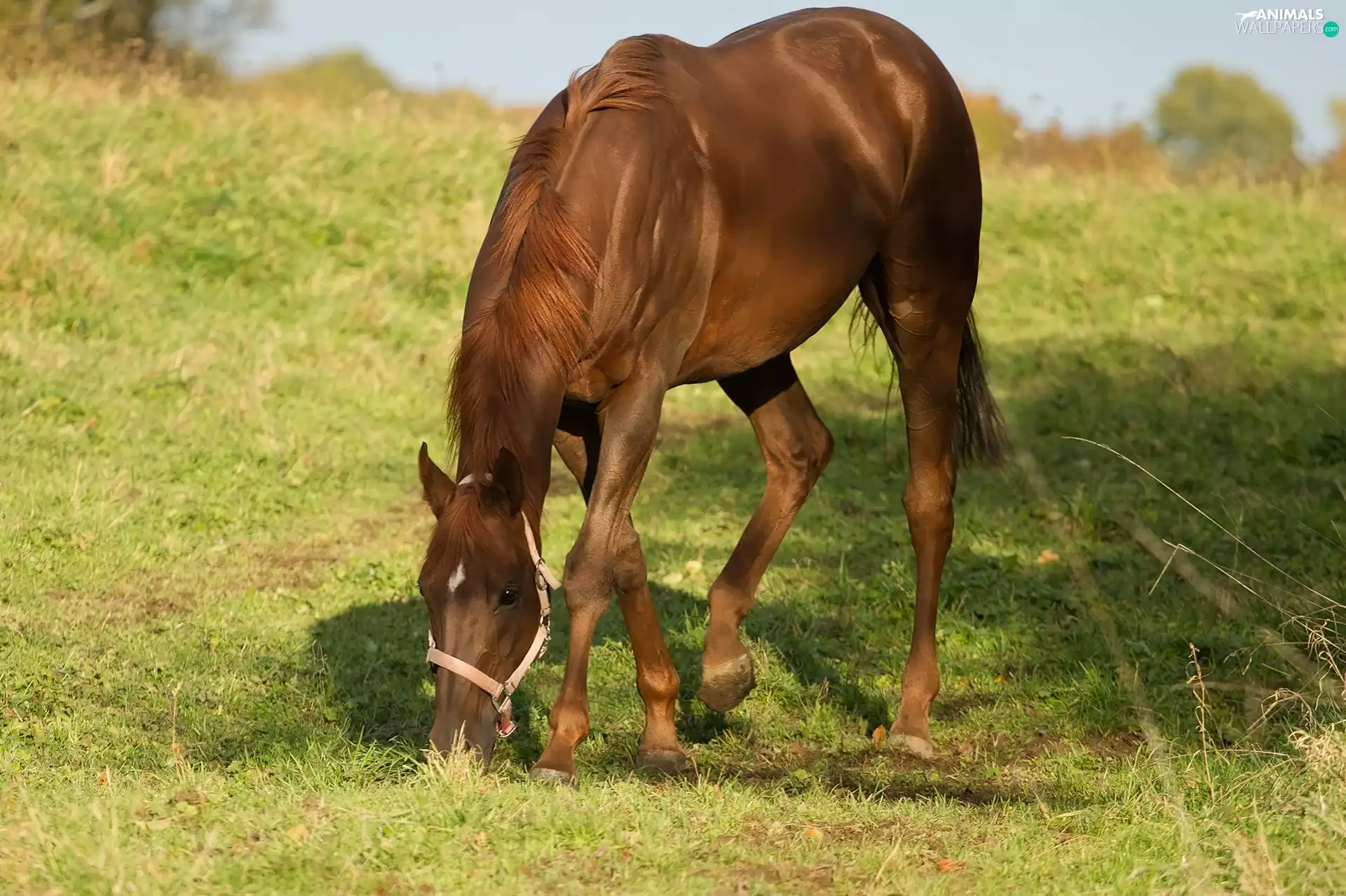 pasturage, Horse, Meadow