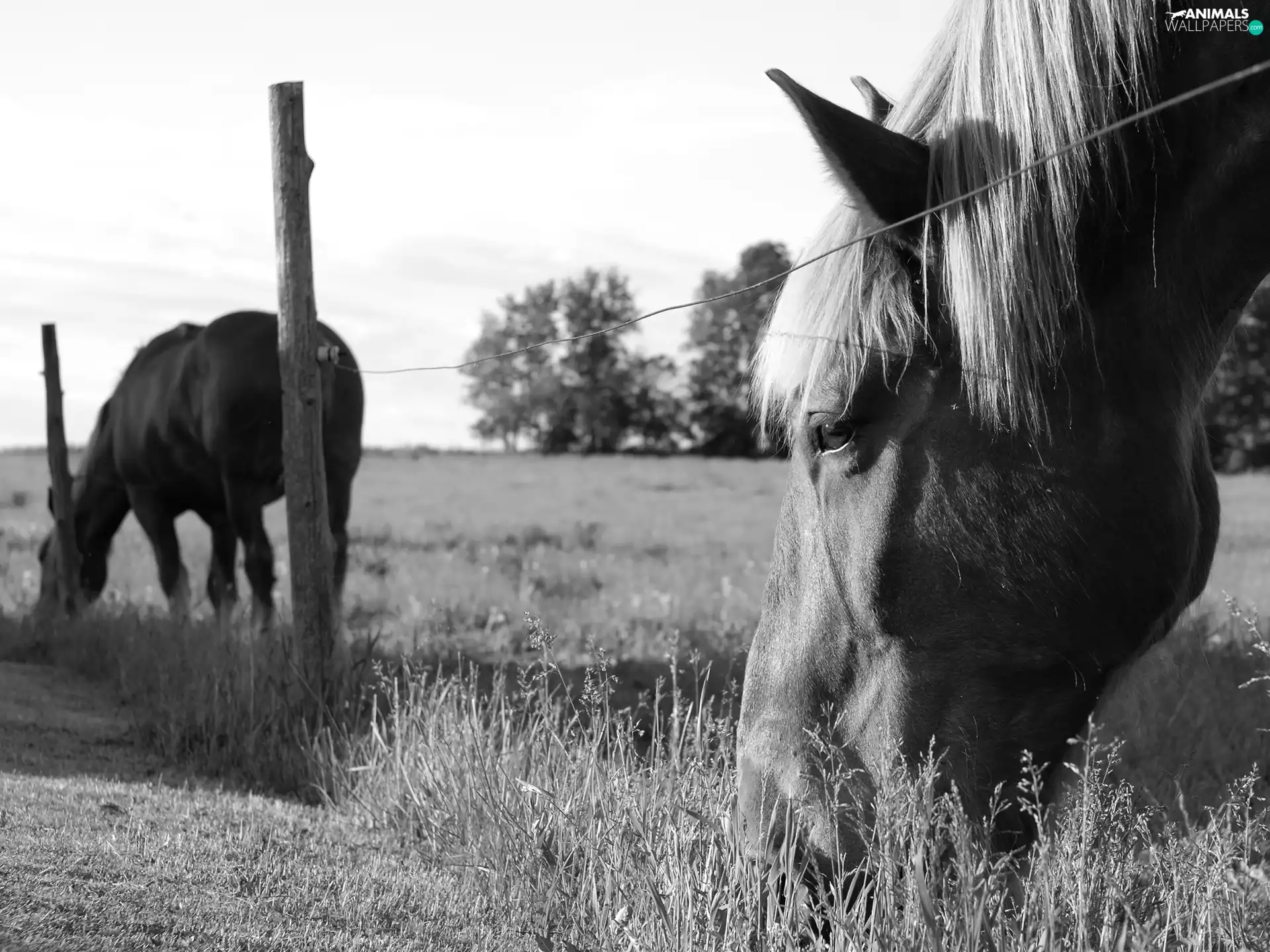 pasture, bloodstock, an
