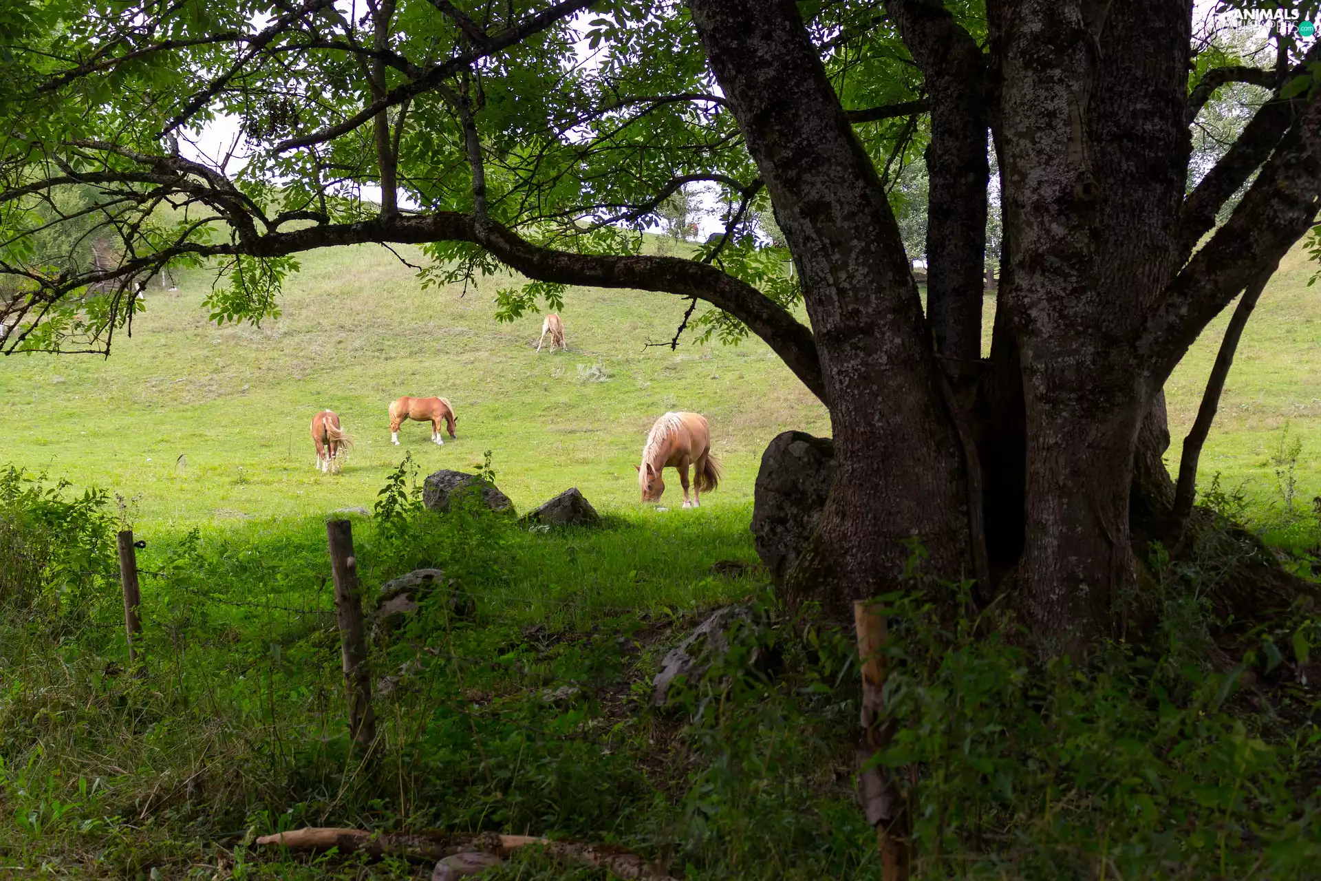 bloodstock, trees, fence, pasture