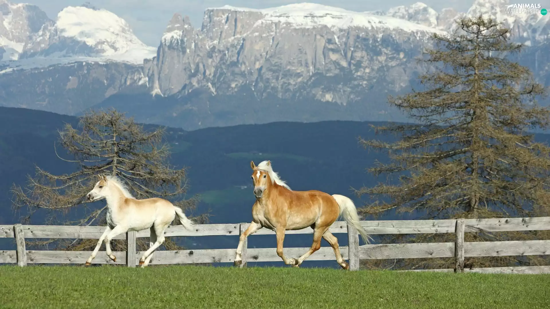 bloodstock, run, Mountains, pasture