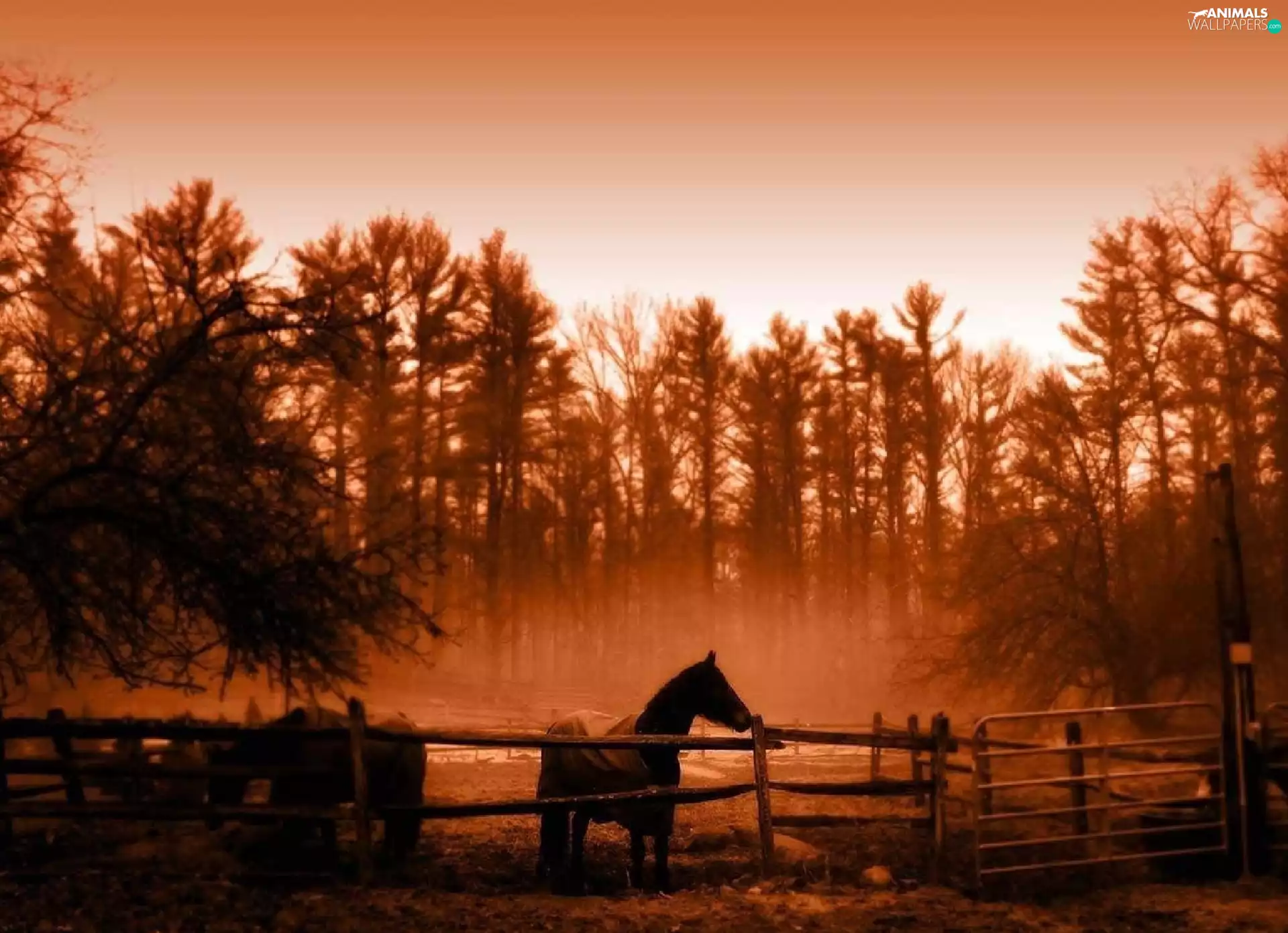 bloodstock, east, sun, pasture