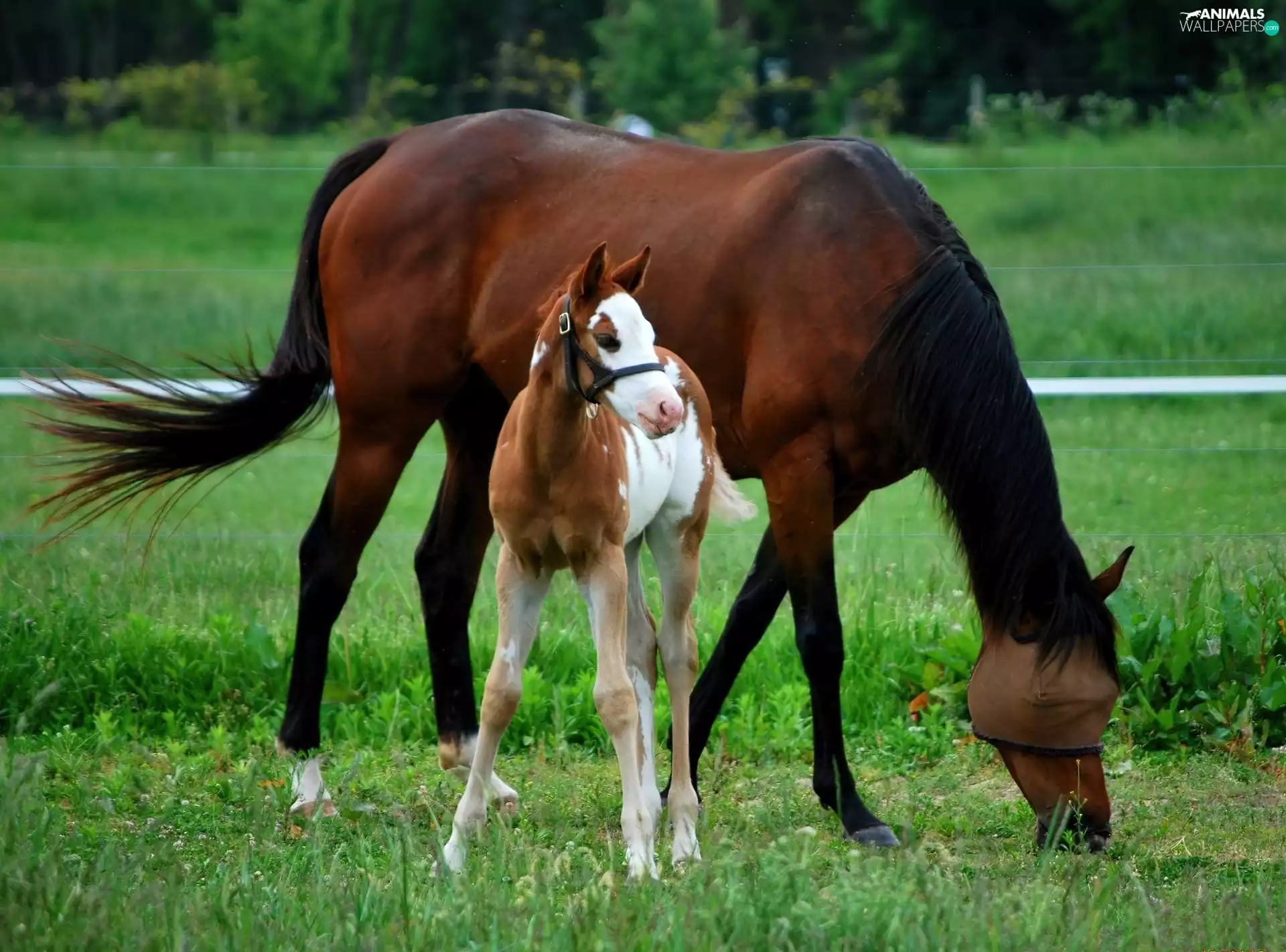 pasture, Horse, Colt
