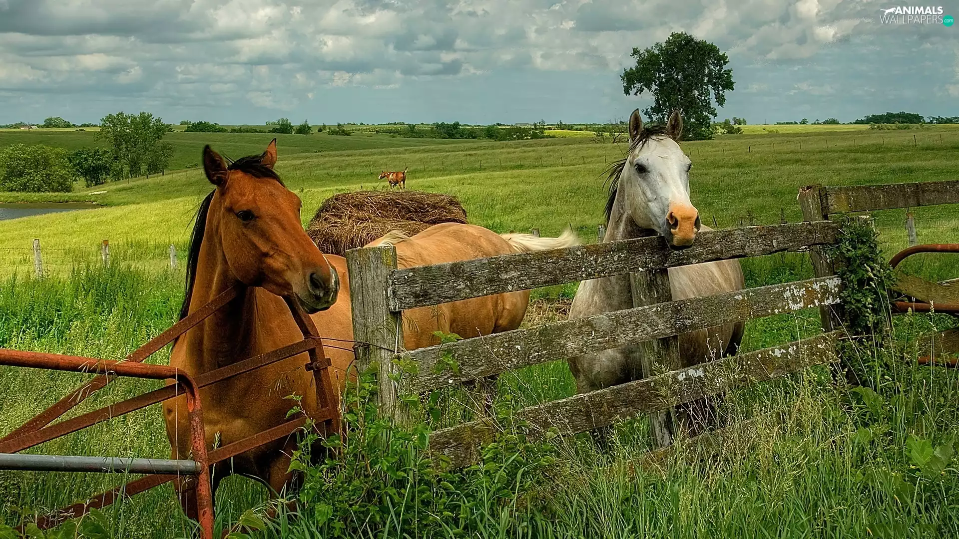 pasture, bloodstock, Fance