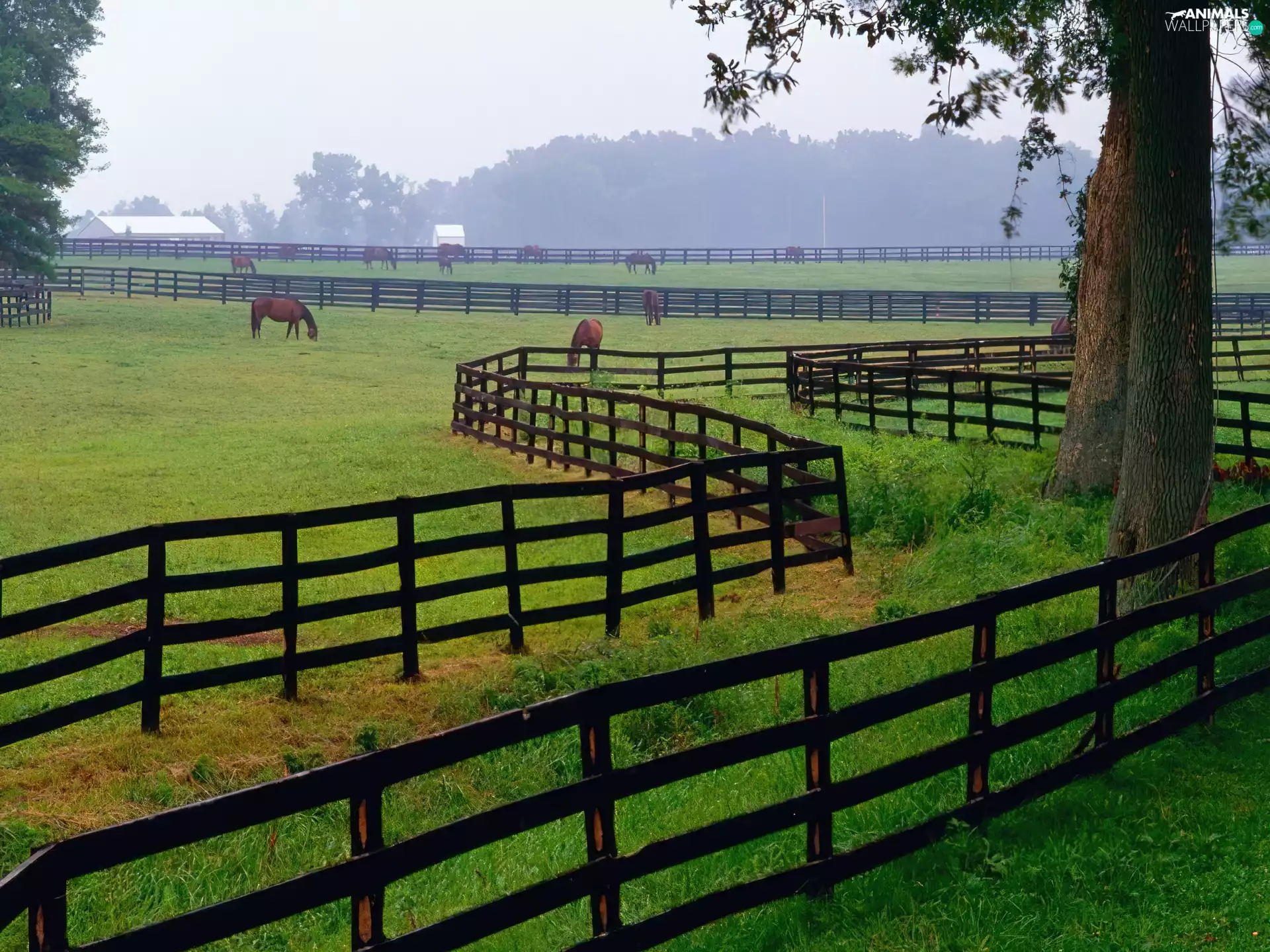 farm, fence, bloodstock, pasture