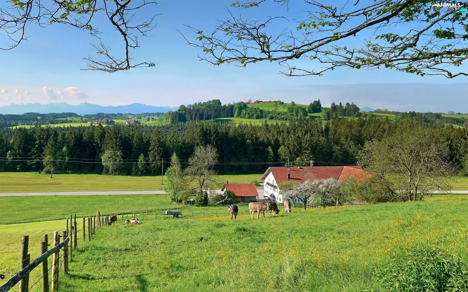 pasture, Cows, fence