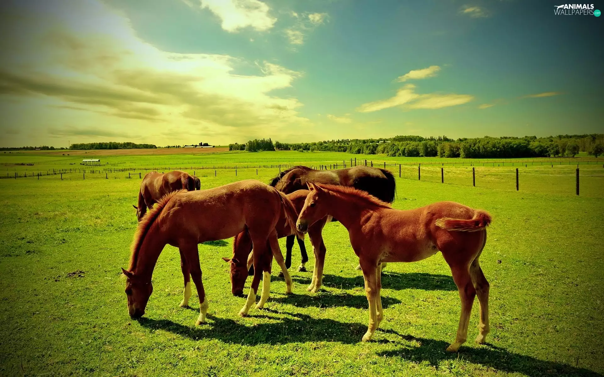pasture, bloodstock, Meadow