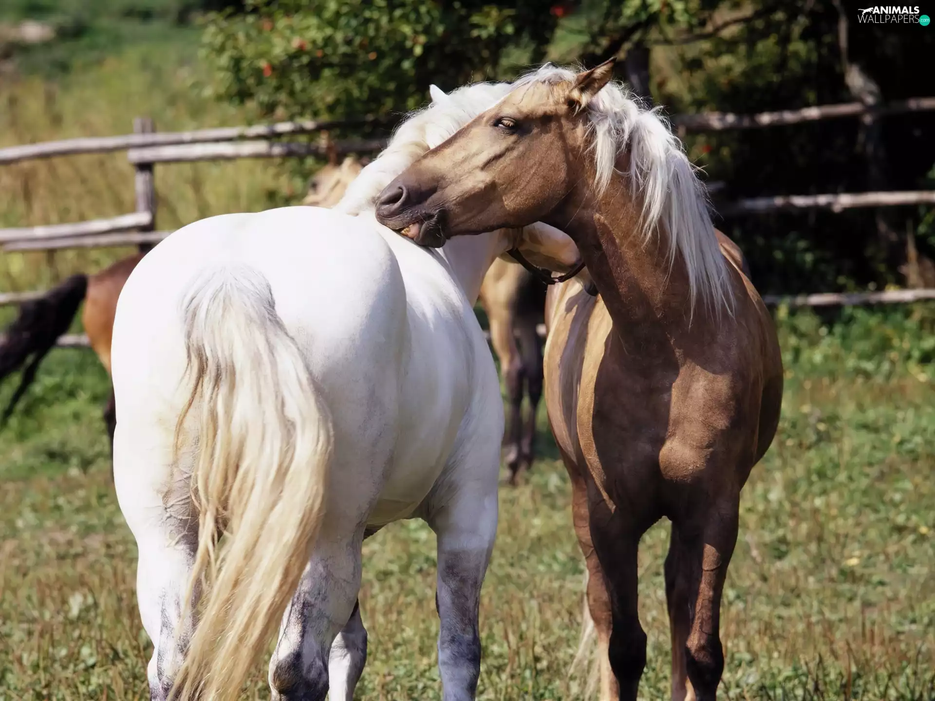 pasture, bloodstock, Meadow