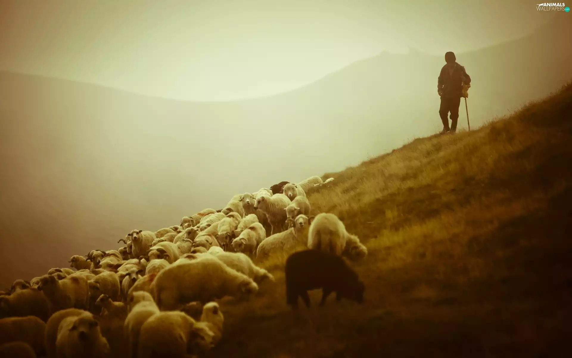 Meadow, pasture, shepherd, Mountain, Sheep