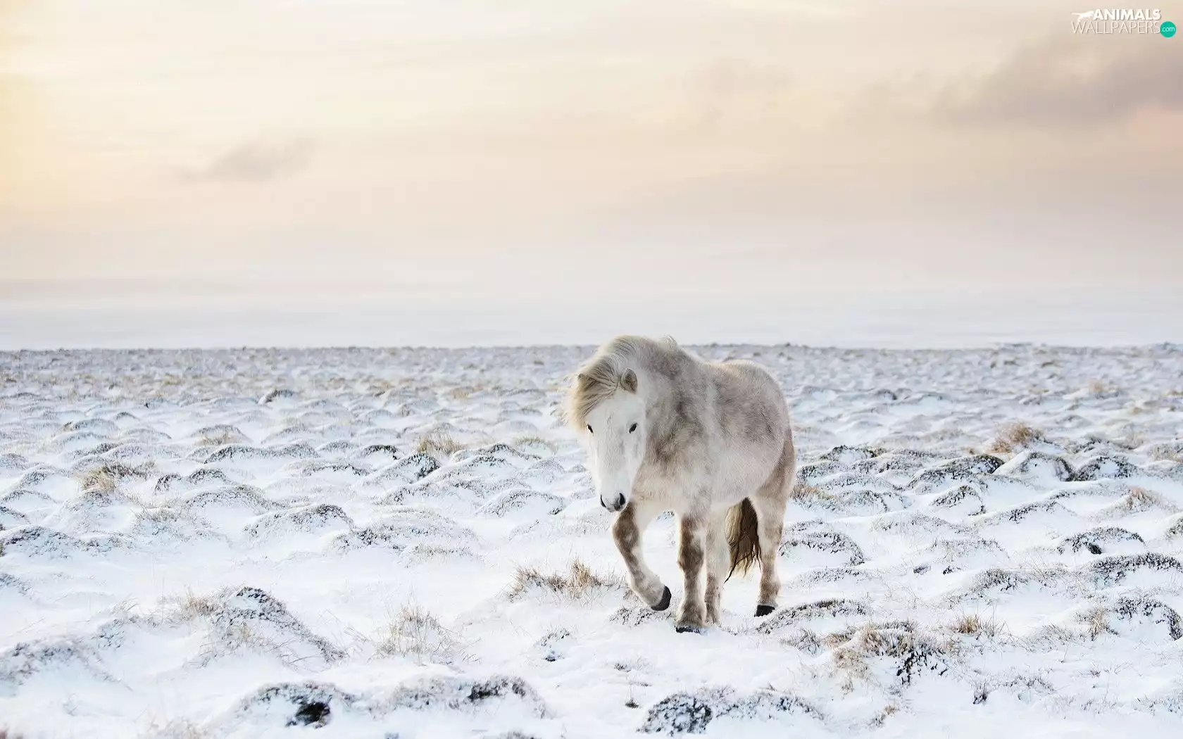 Meadow, winter, Horse, pastures
