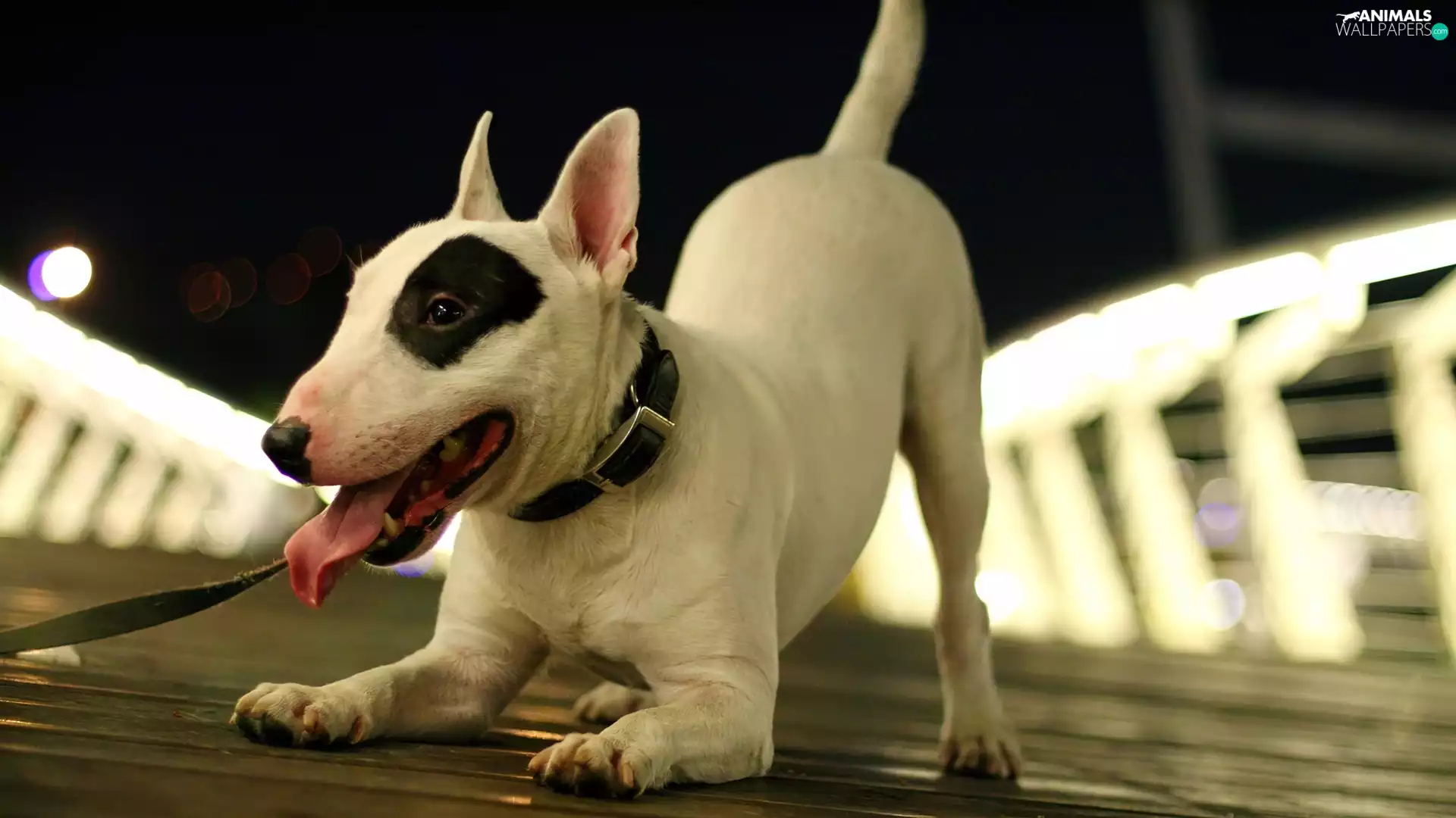 dog-collar, play, patch, Tounge, Bulterier