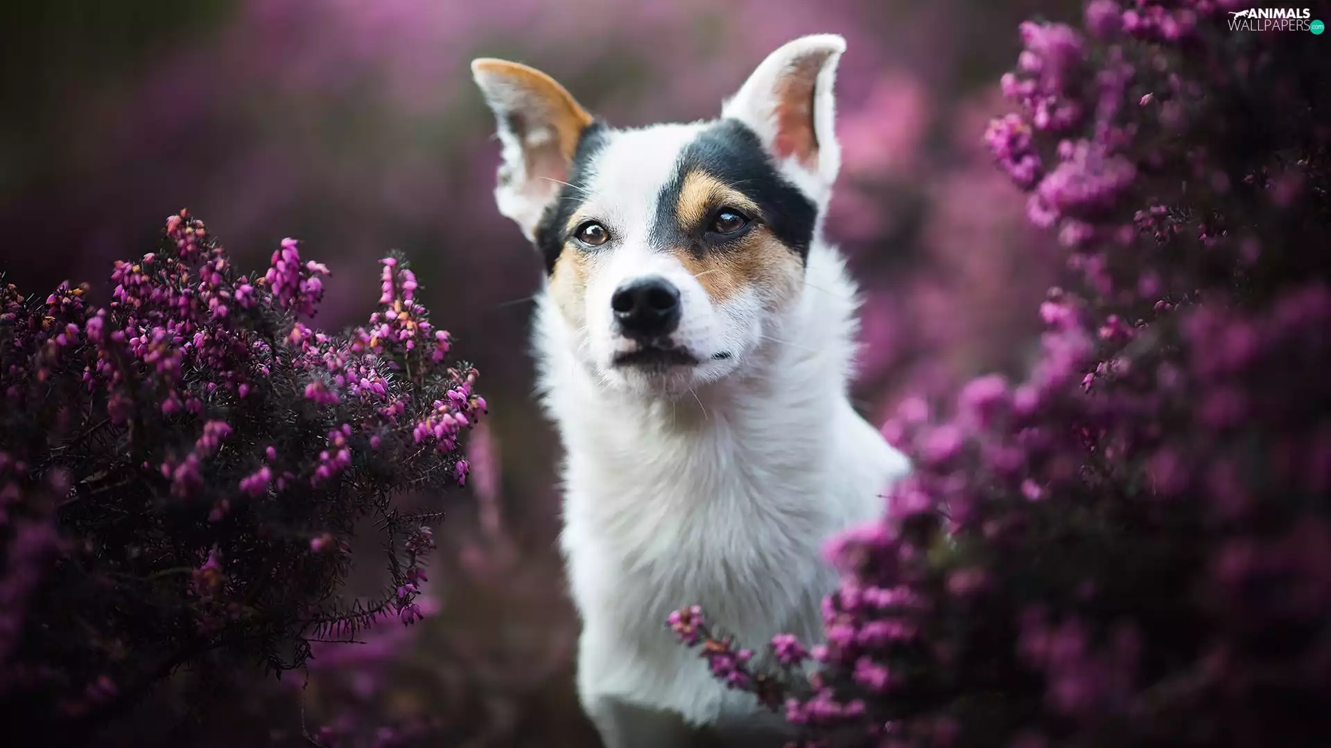 dog, muzzle, Briar, patch