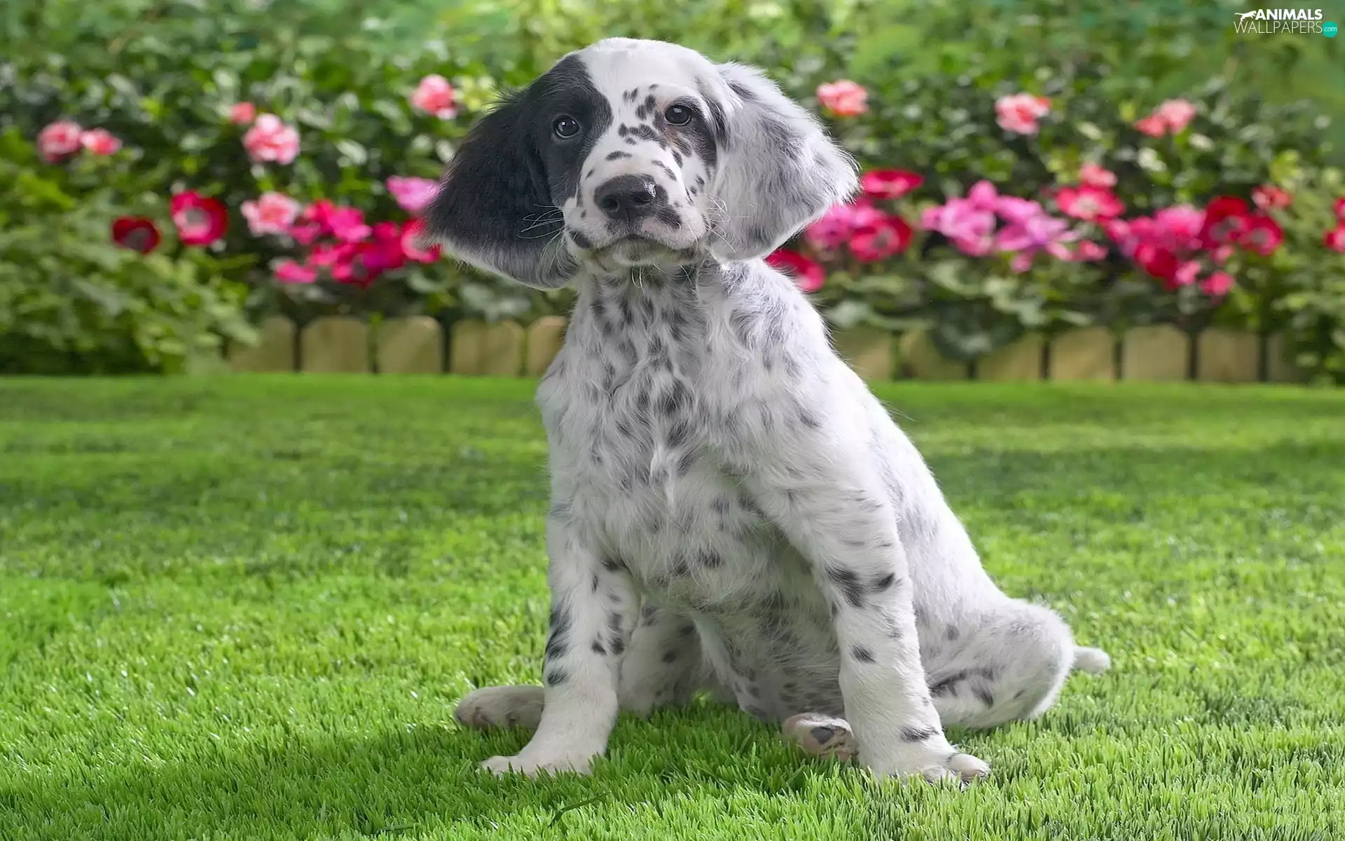 Pointer, grass, Flowers, Patch