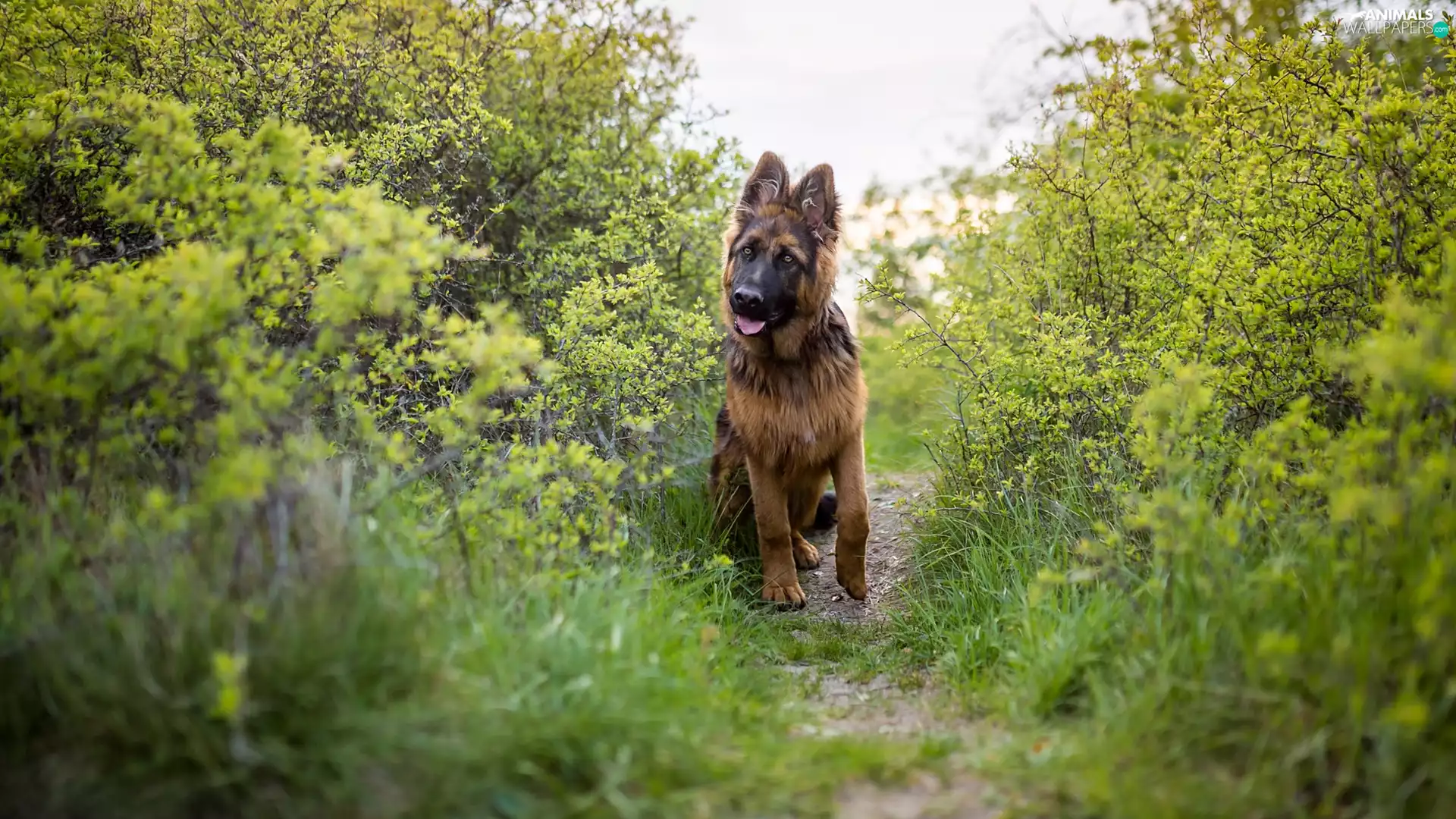 dog, Path, Bush, German Shepherd