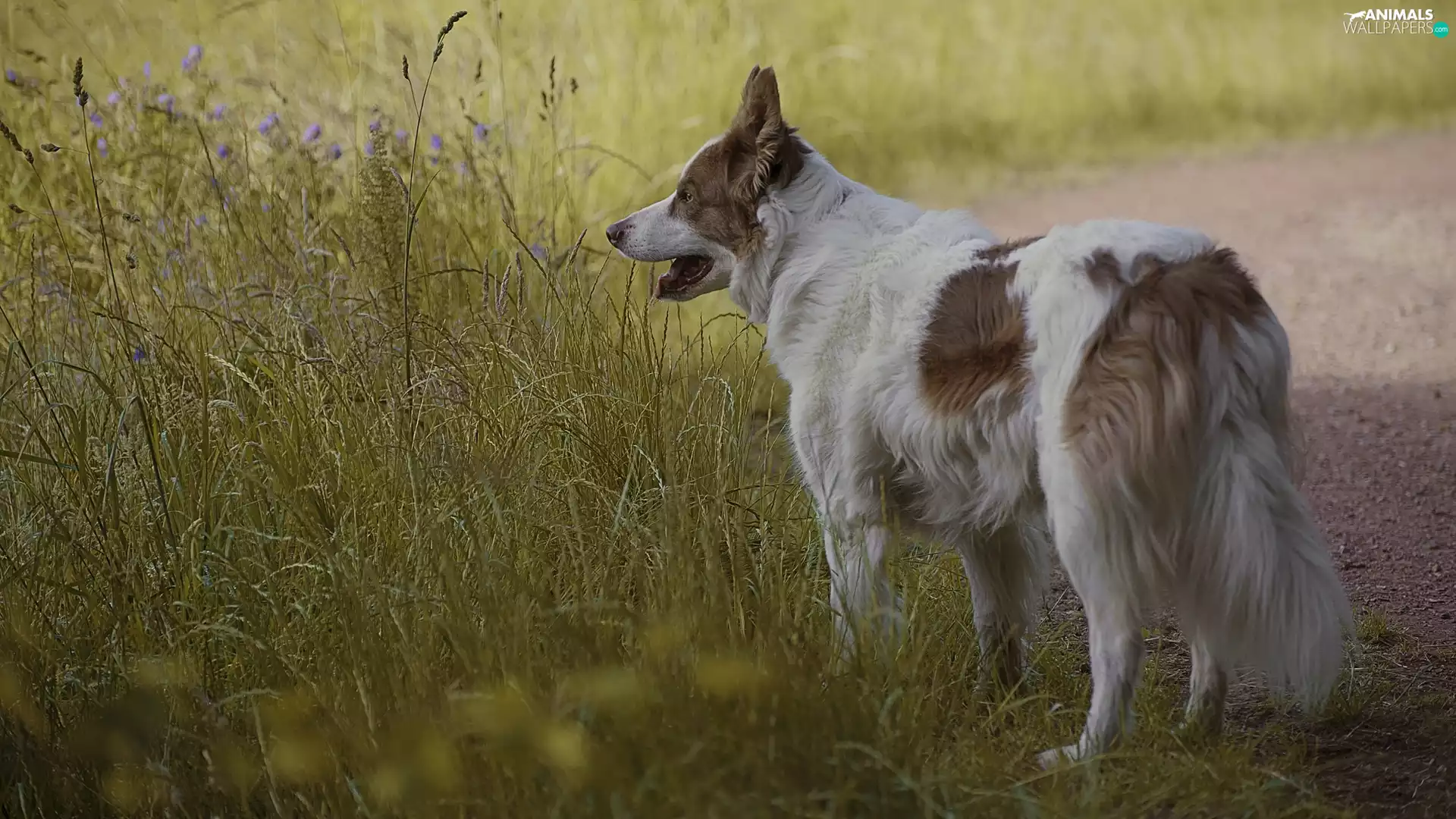 Meadow, dog, Flowers, Path, grass, Border Collie