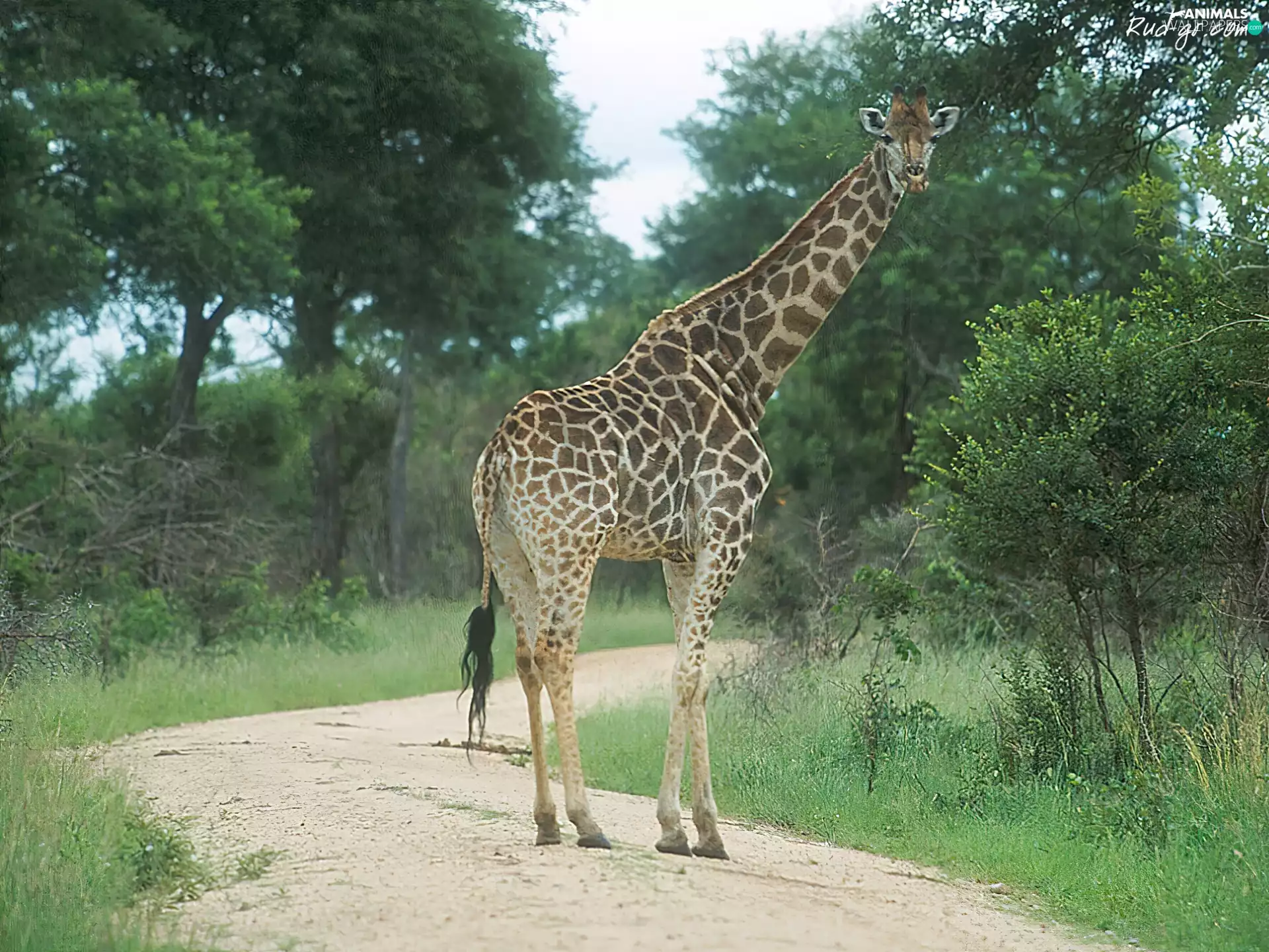giraffe, trees, viewes, Path