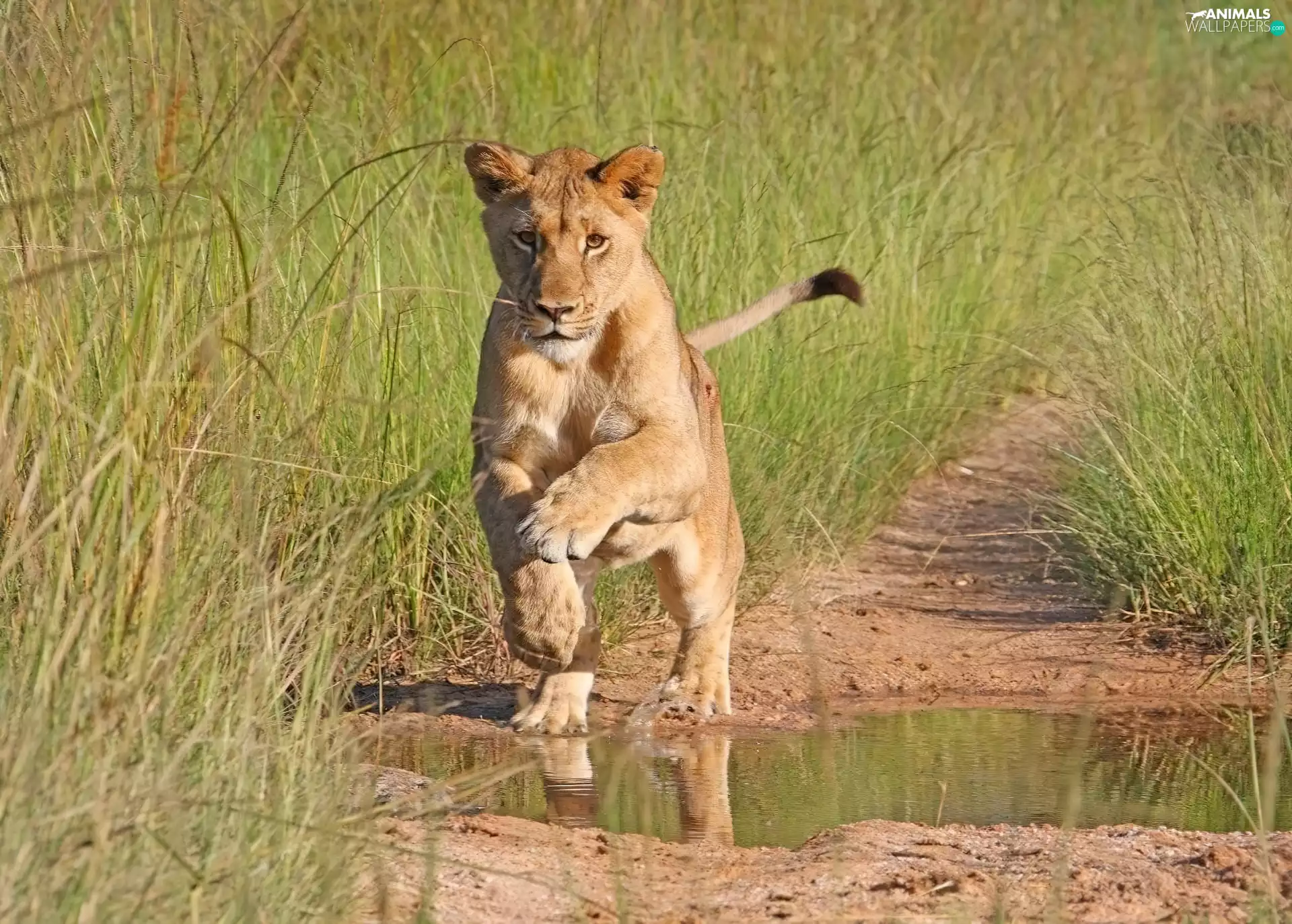 Path, Lion, grass