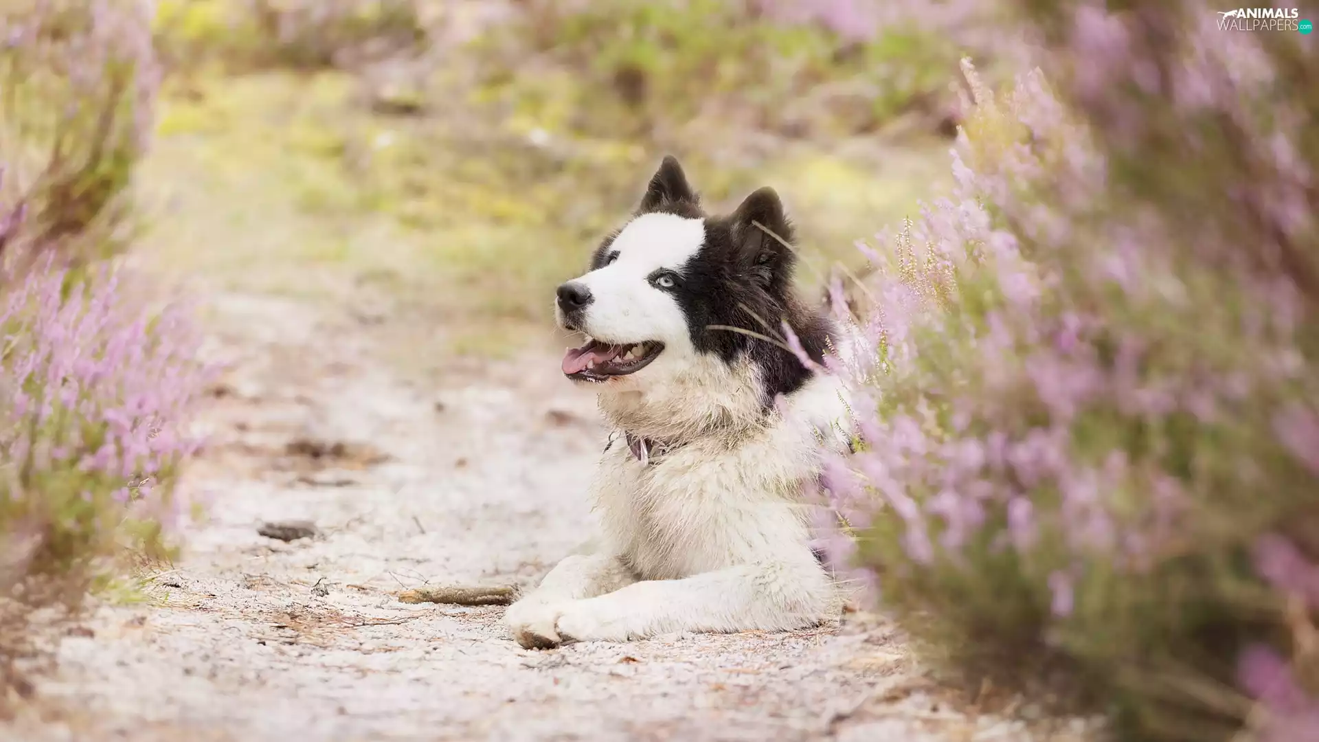 Path, dog, heathers