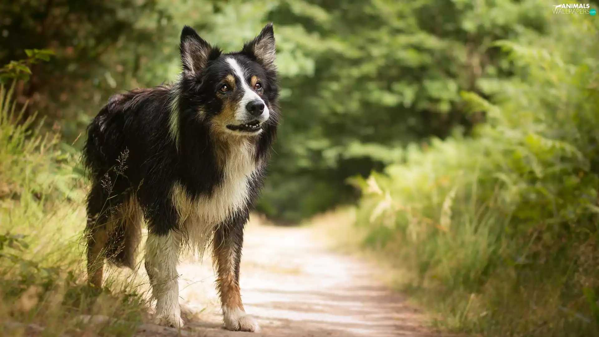 dog, Path, Plants, Border Collie