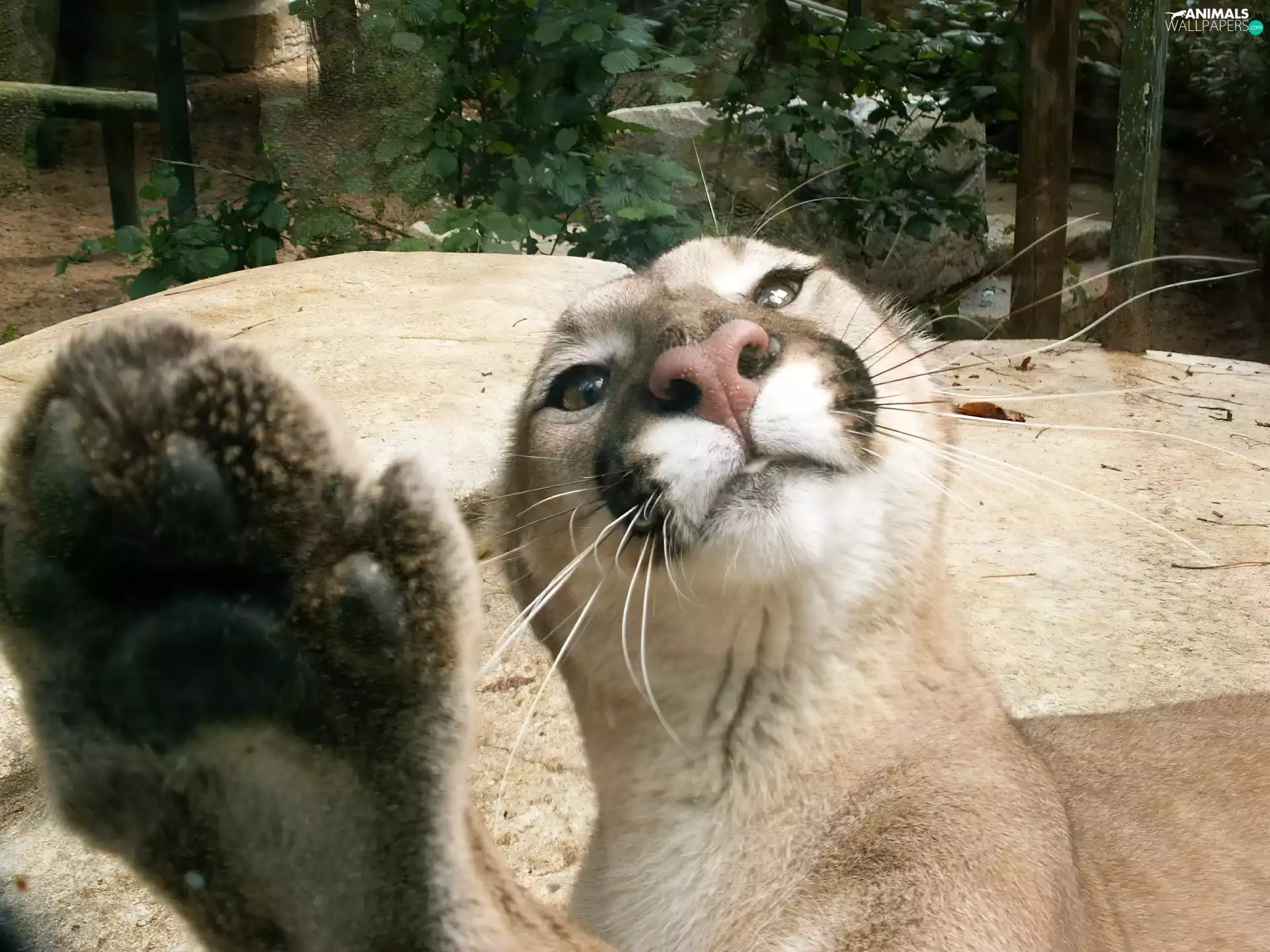 paw, cougar