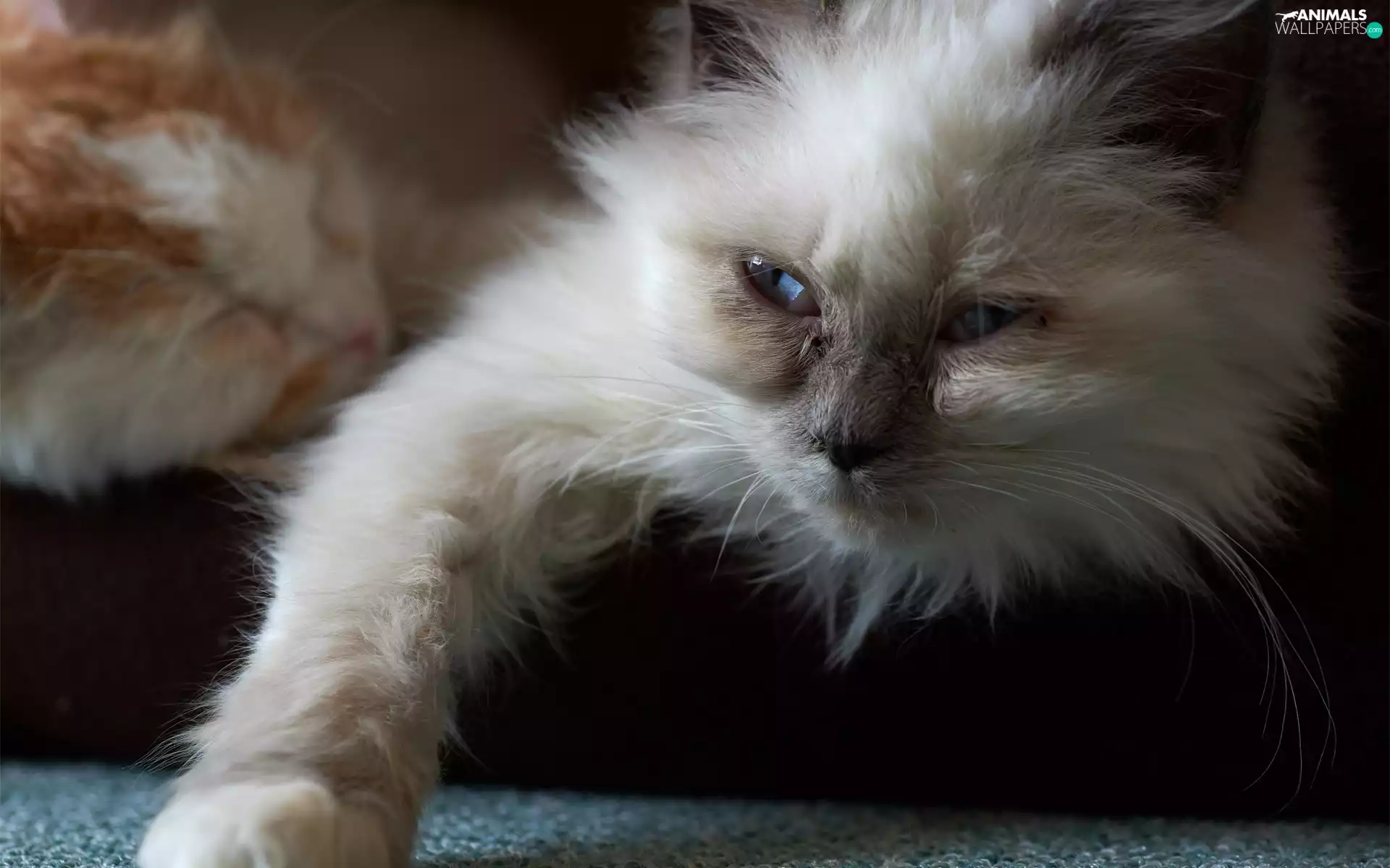 Fur, Siamese Cat, paw