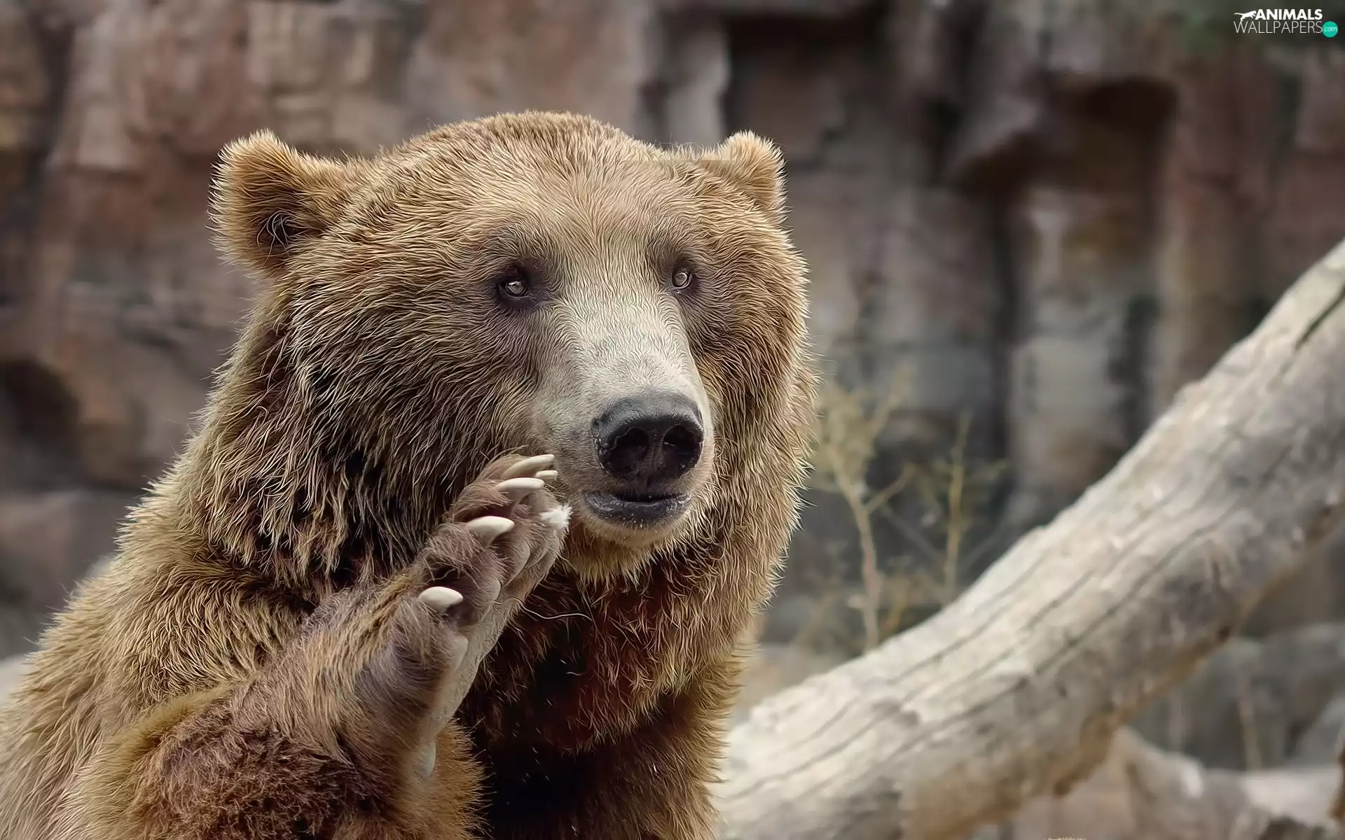 Nails, teddy bear, paw