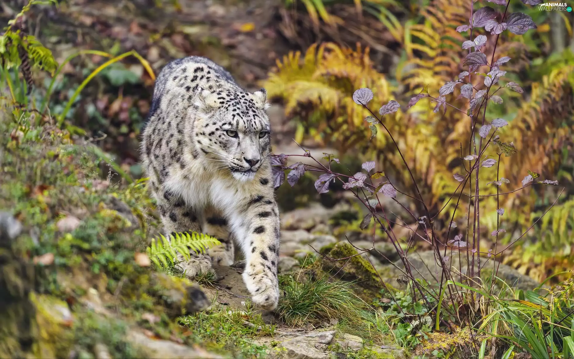 Plants, snow leopard, paw