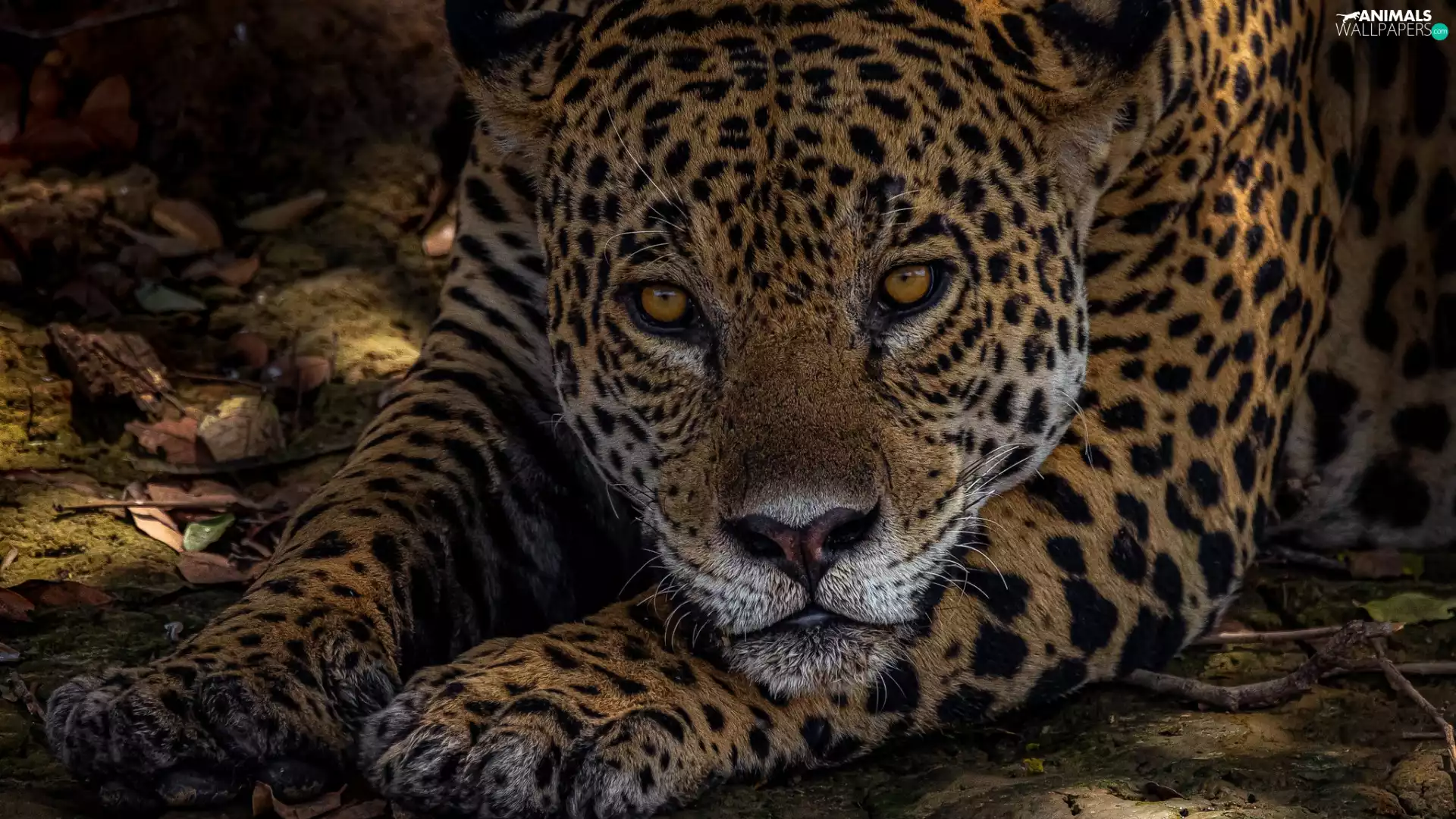 paws, Jaguar, Head