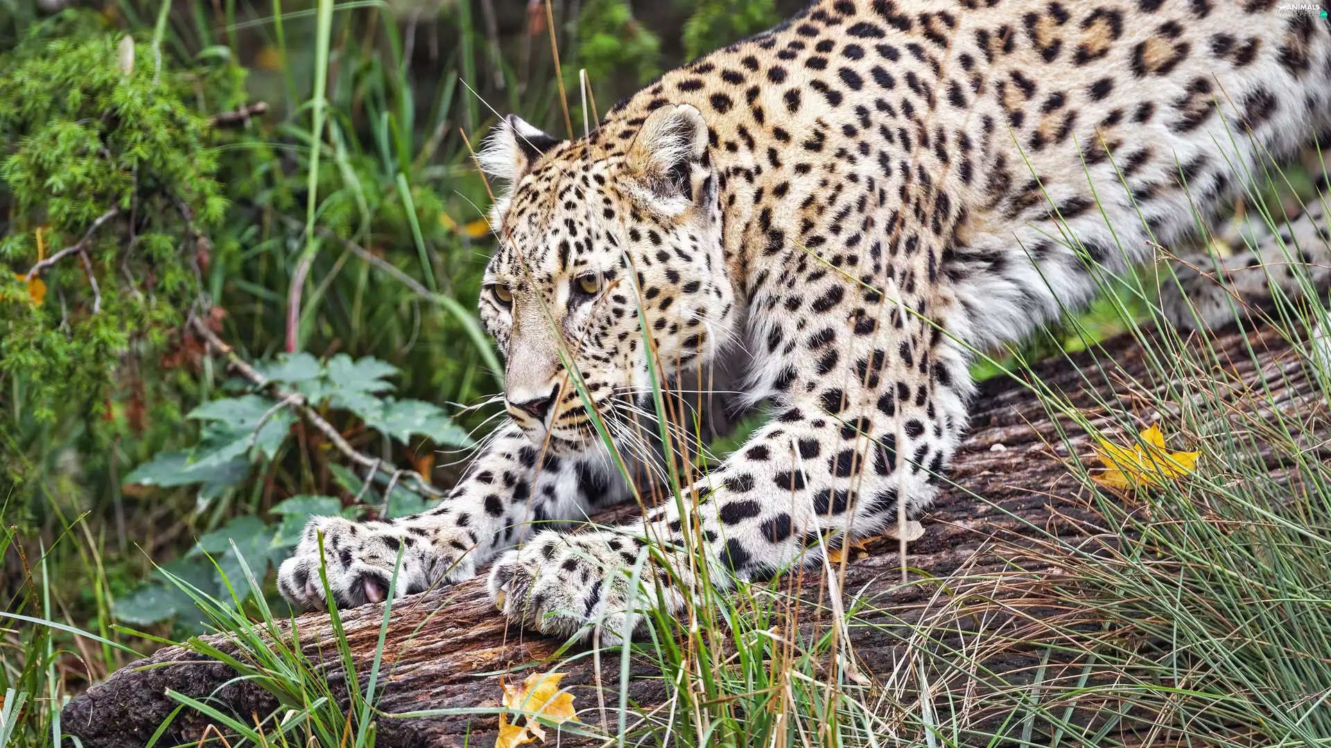 paws, Leopards, log