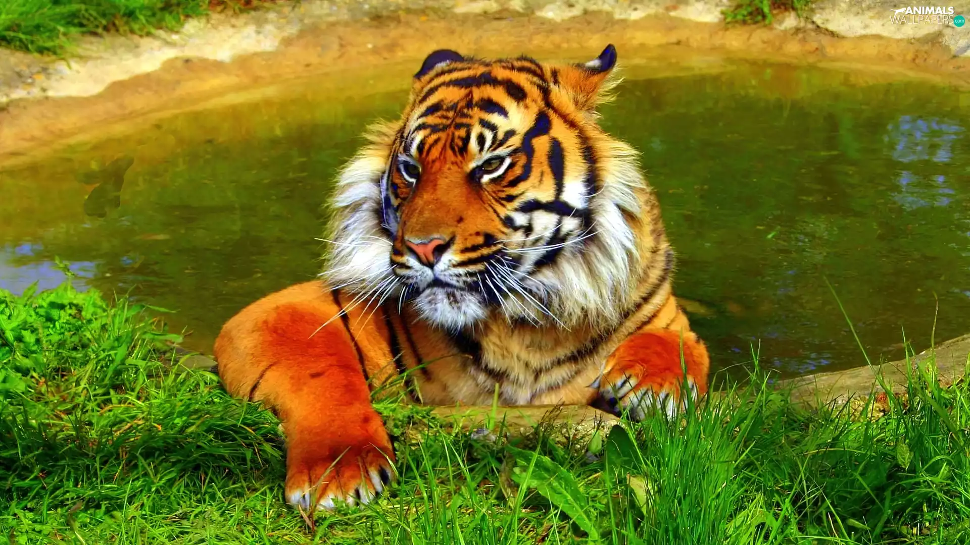 paws, tiger, Massive