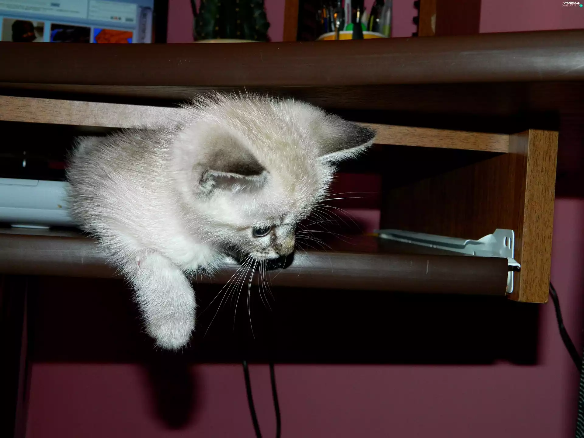 ears, paws, siamese, desk, cat