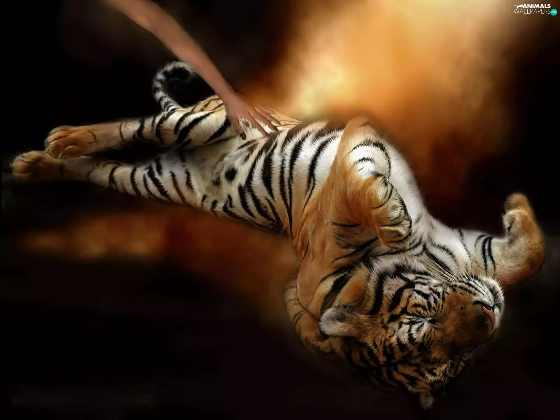 tiger, graphics, Art, paws