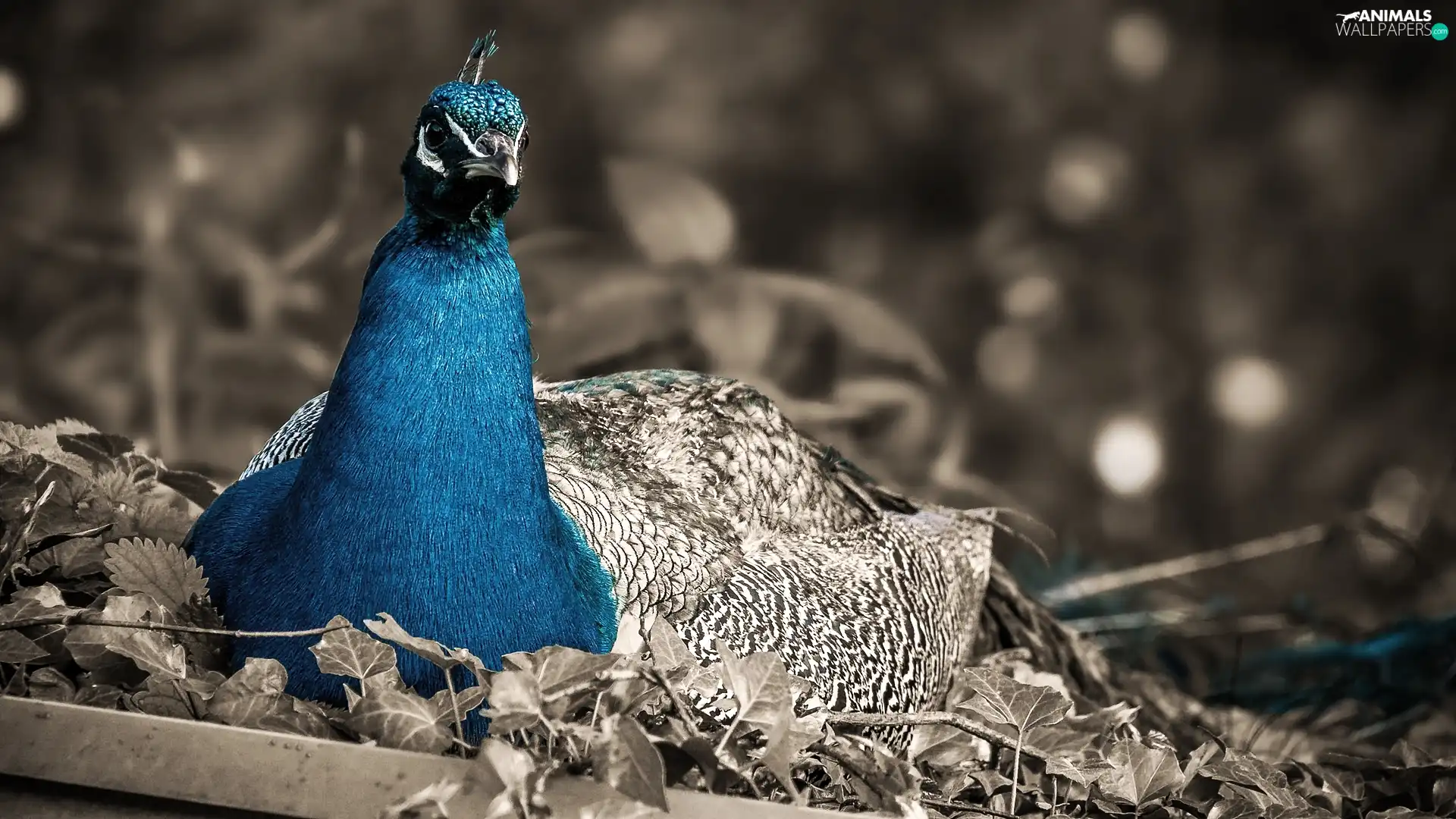 peacock