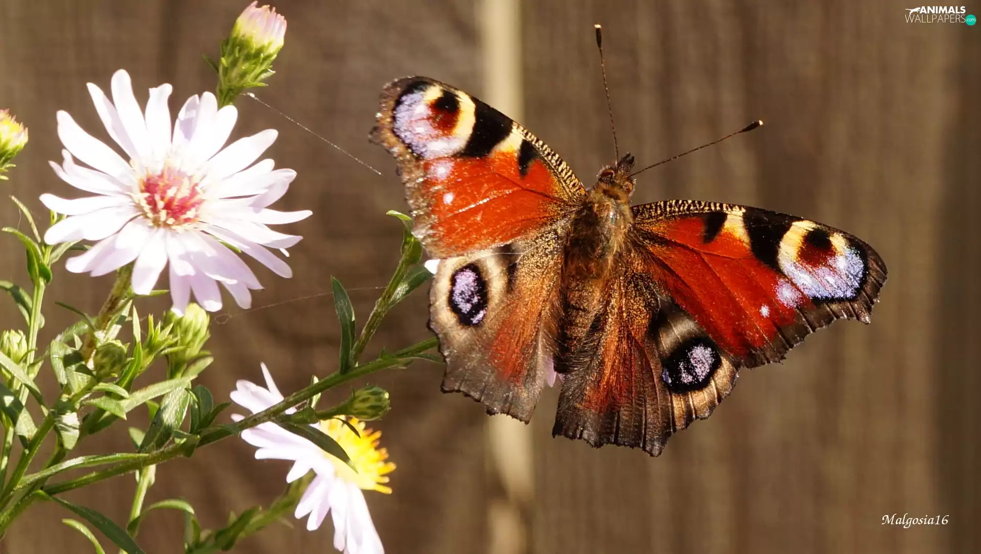 butterfly, Peacock, Astra, color, Flowers