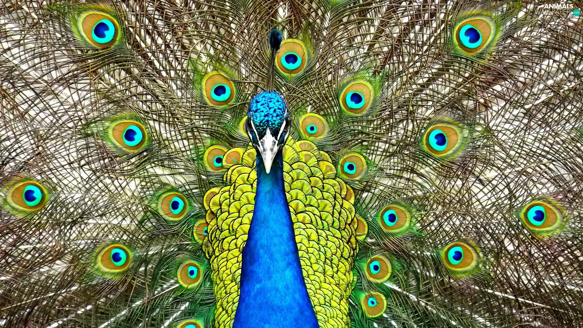 Bird, feather, tail, peacock