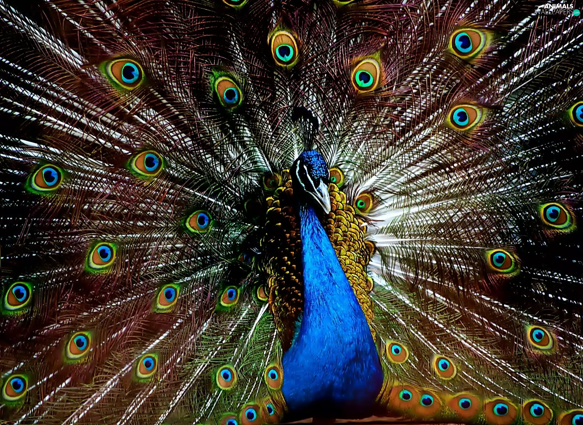 peacock, Bird, color