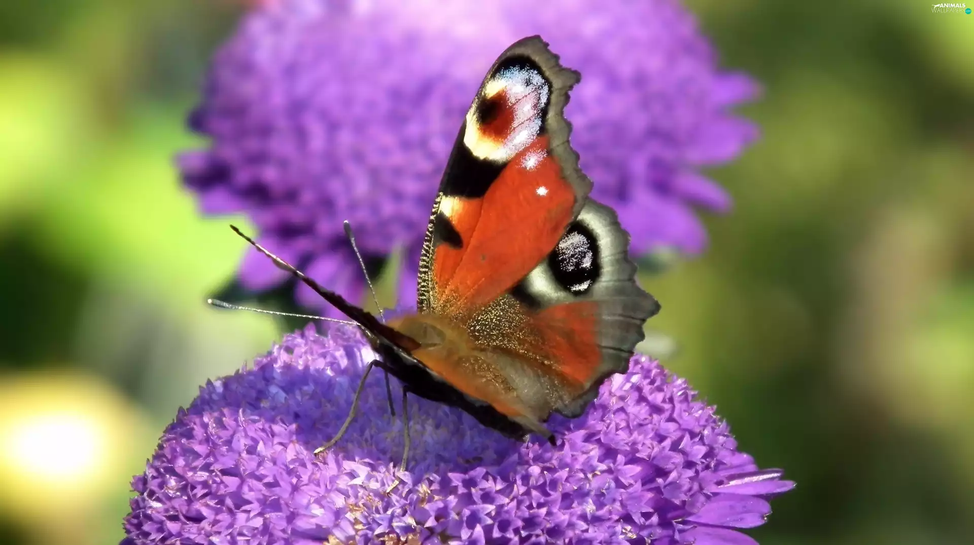 Colourfull Flowers, butterfly, Peacock