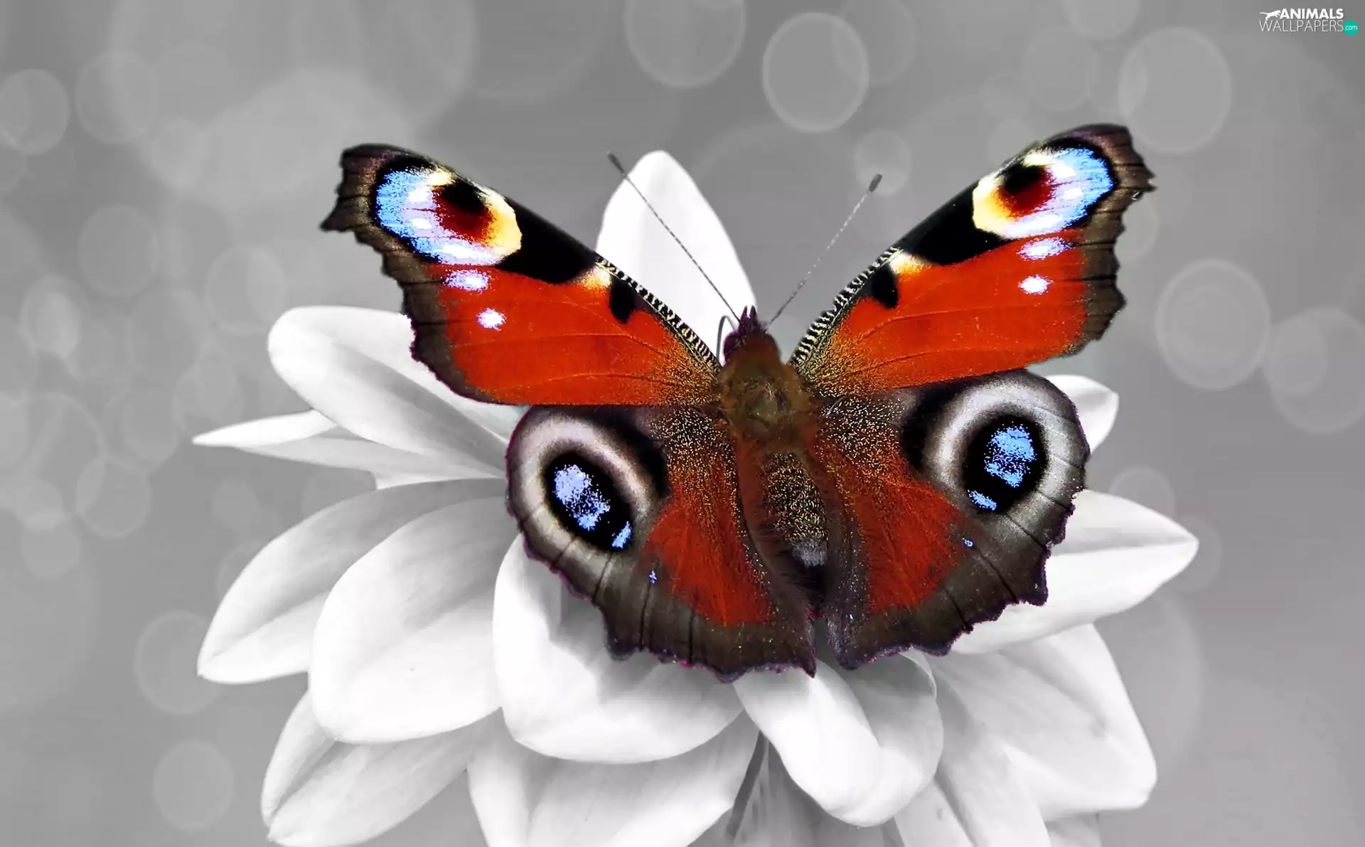 butterfly, Peacock, Flower, color, White