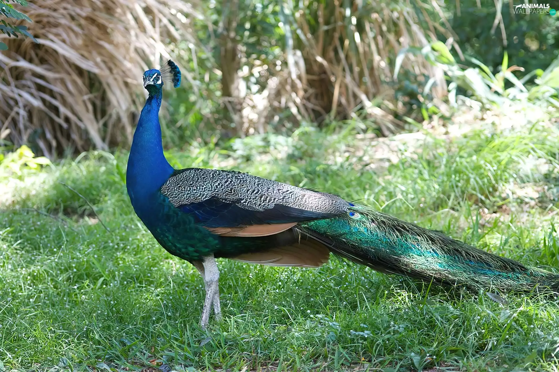 peacock, grass