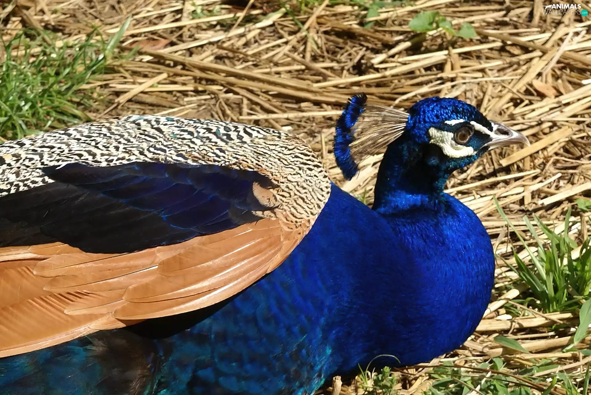 peacock, straw