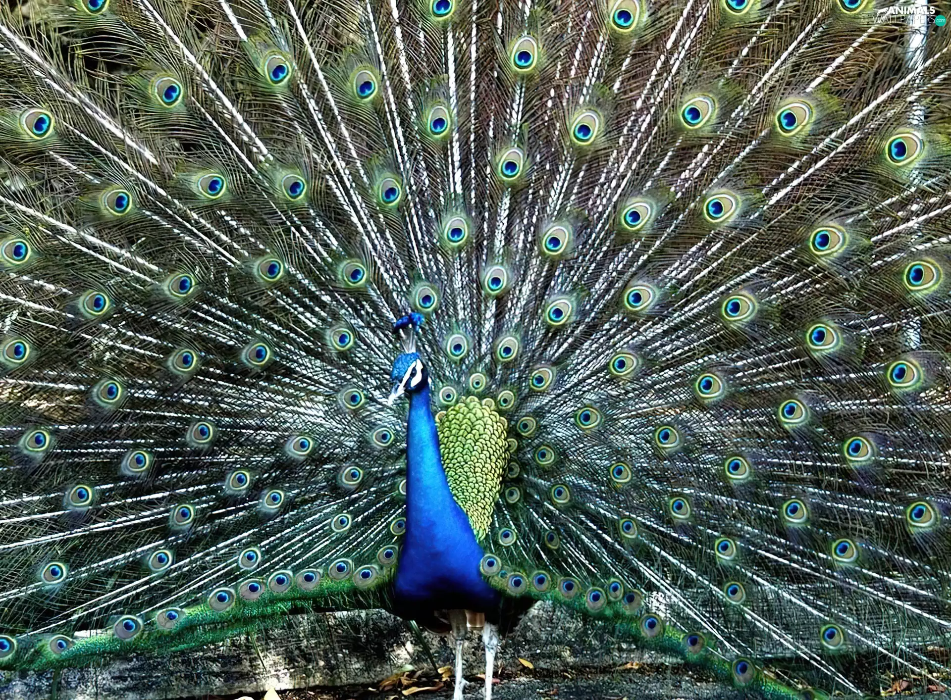 peacock, tail