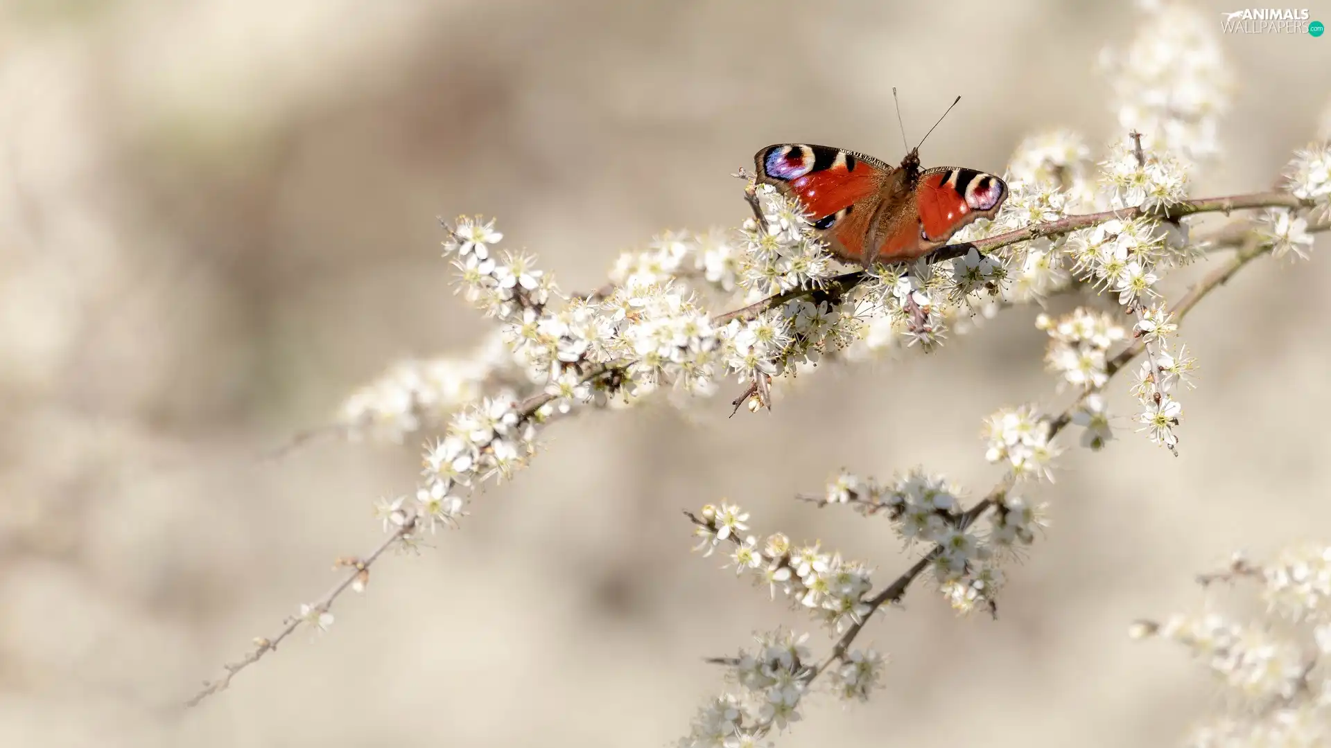 butterfly, Peacock, White, Flowers, Twigs