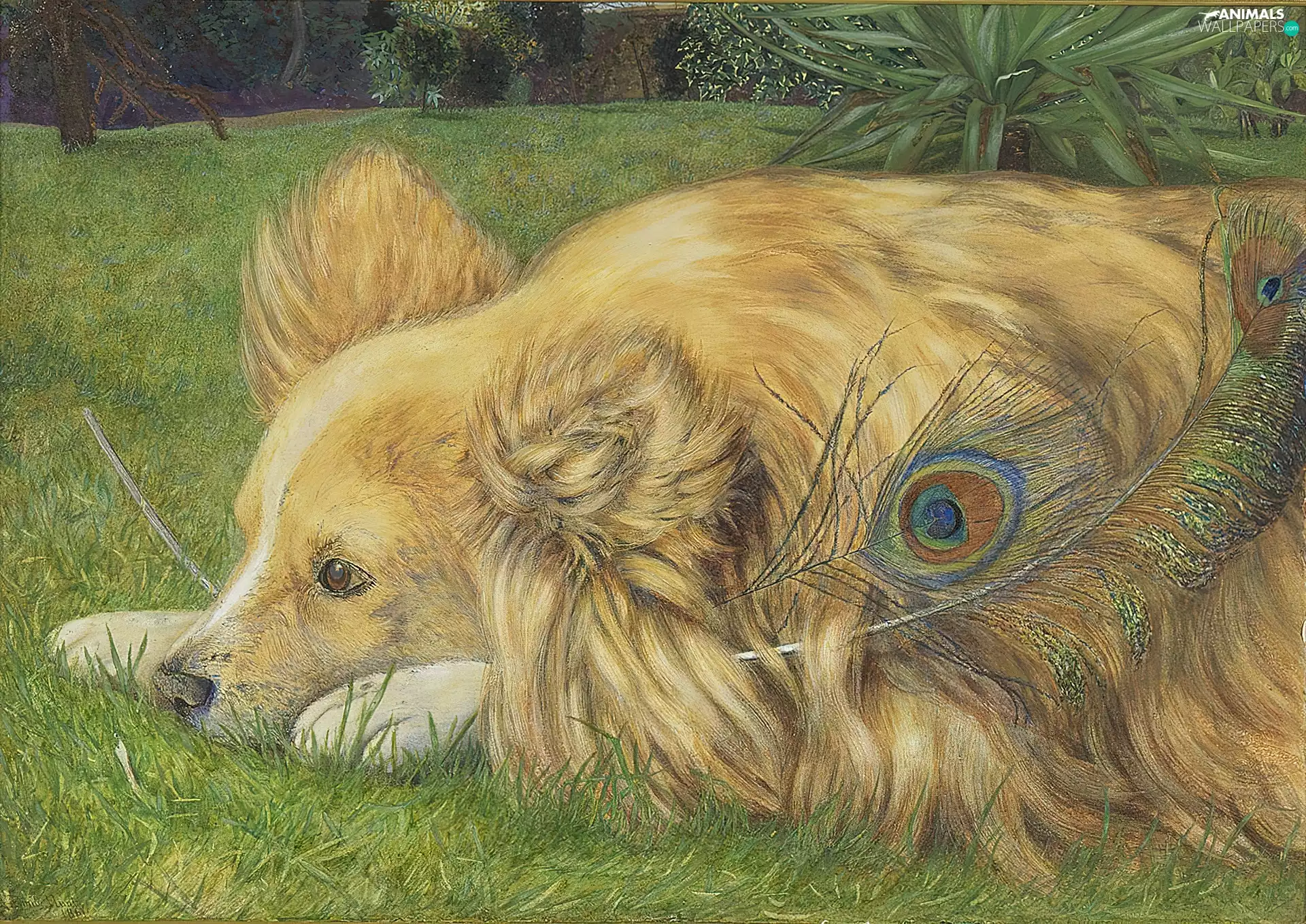 doggy, feather, Meadow, peacocks