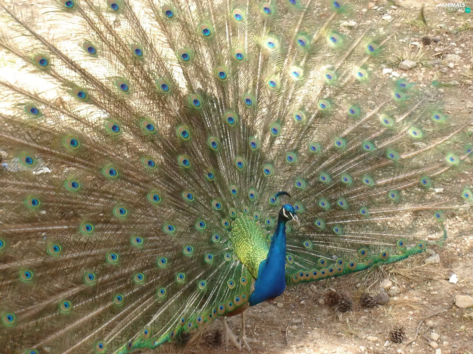 peacocks tail