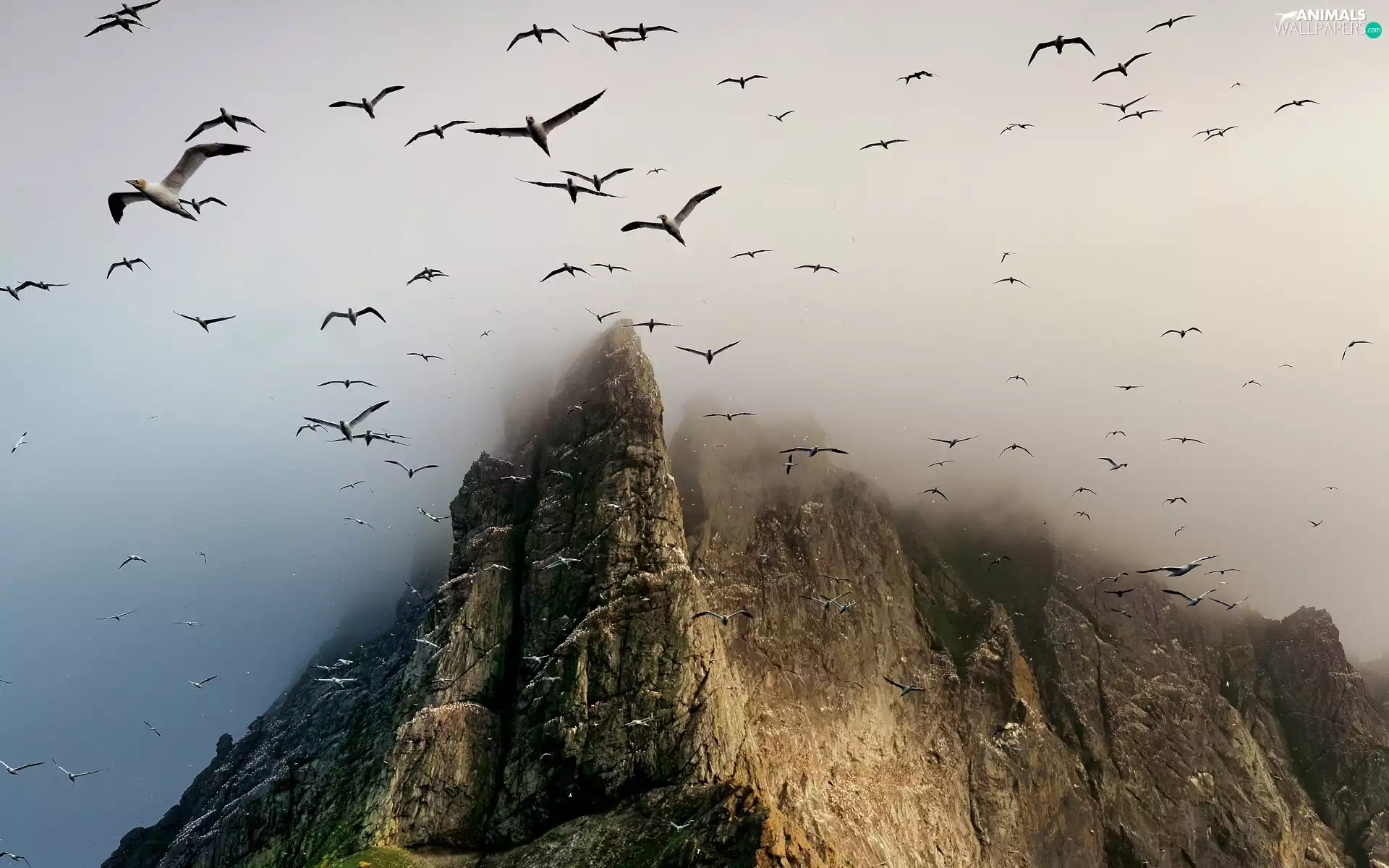 Mountains, Fog, birds, peaks