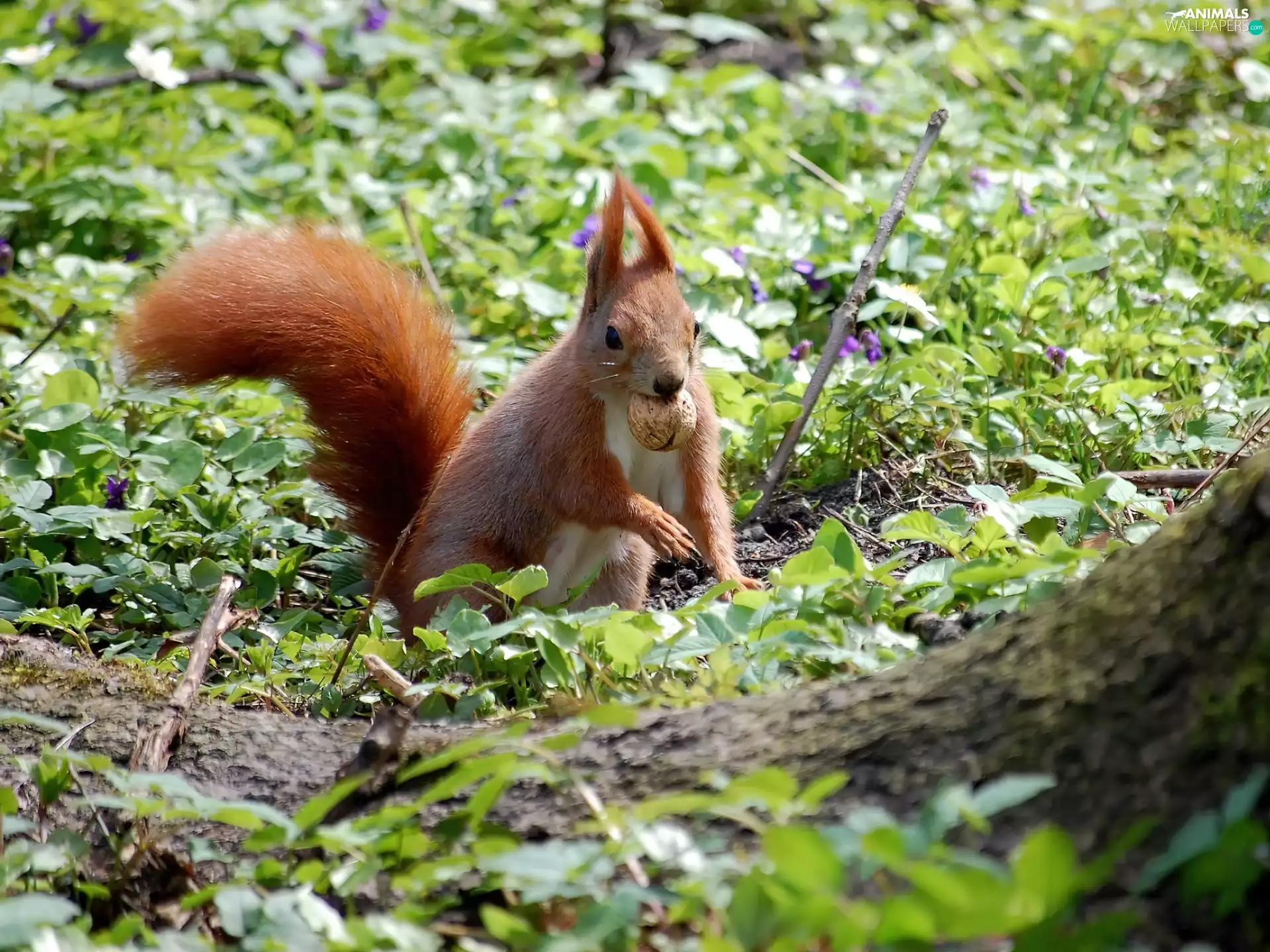 peanut, squirrel, DBZ